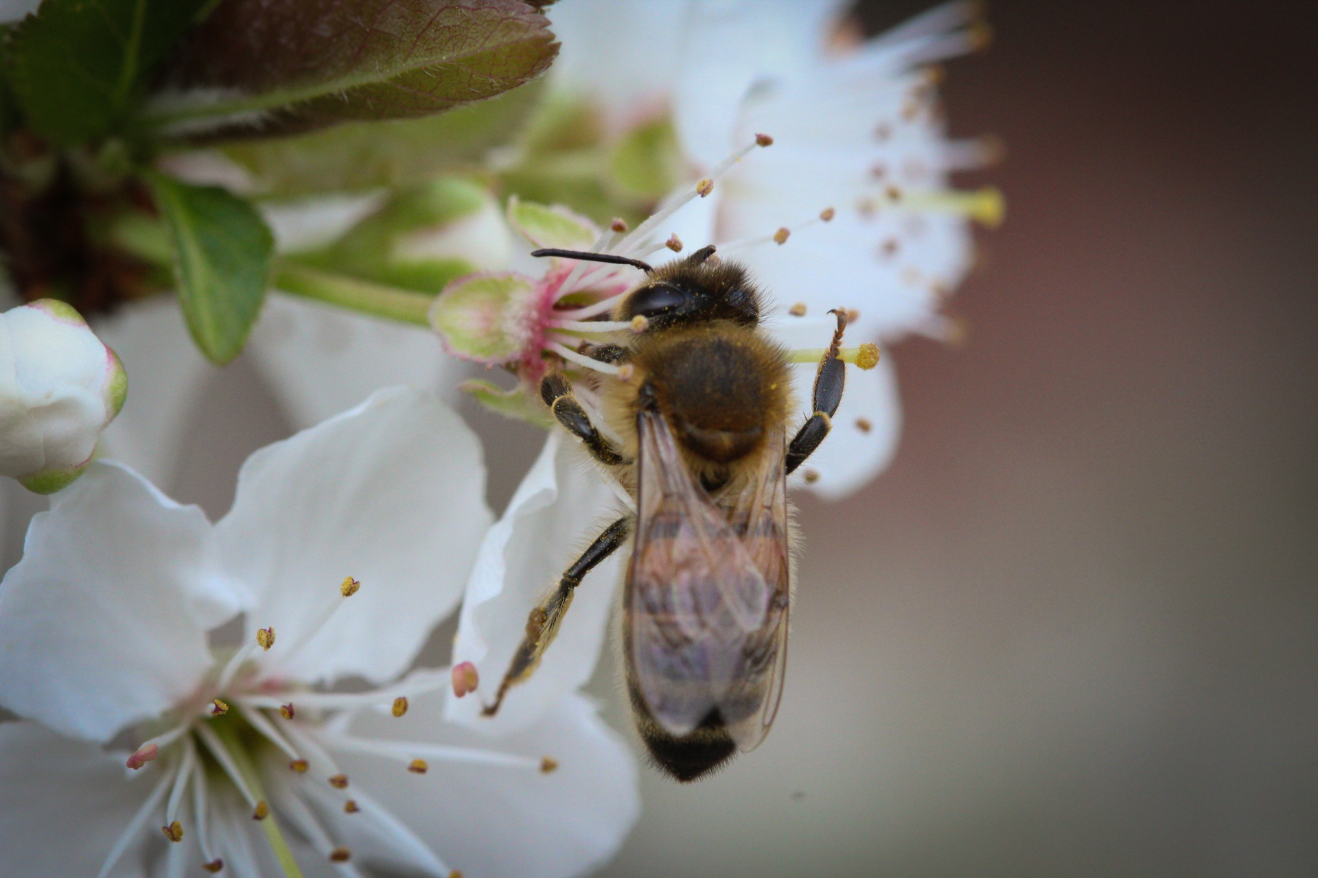 European bee on plum tree