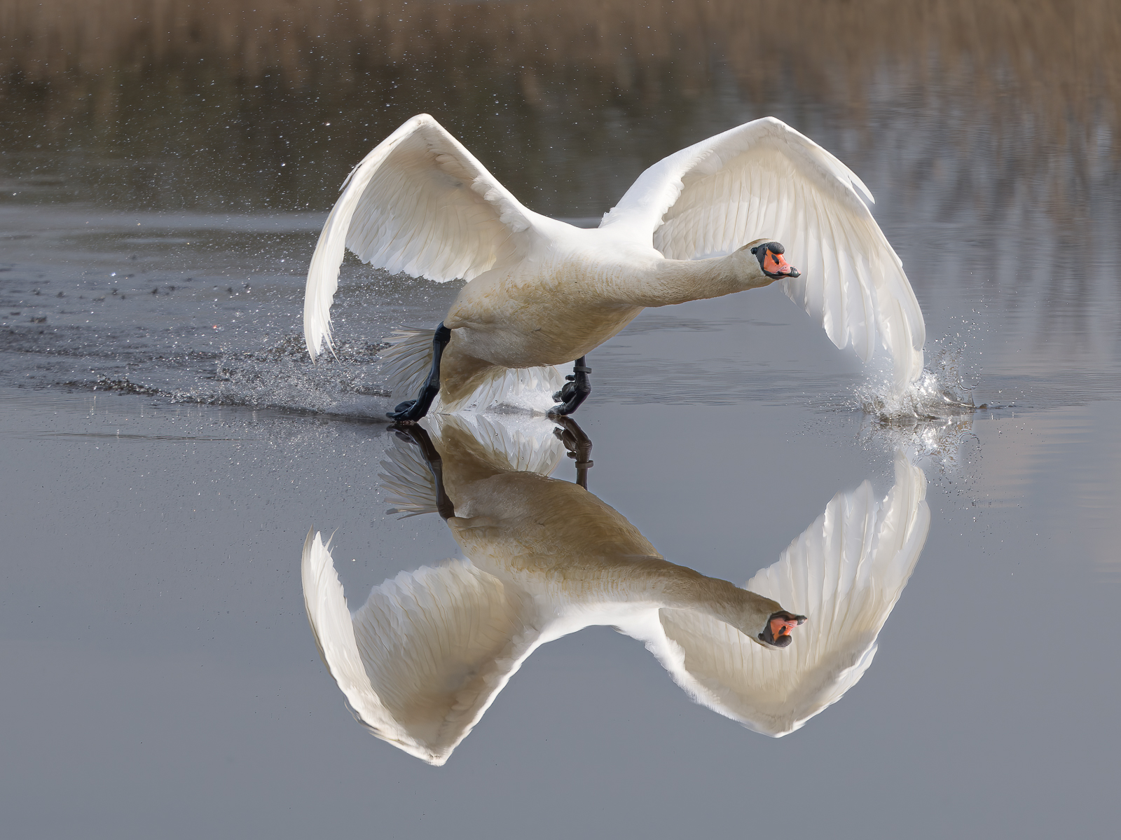 Mute Swan Reflection