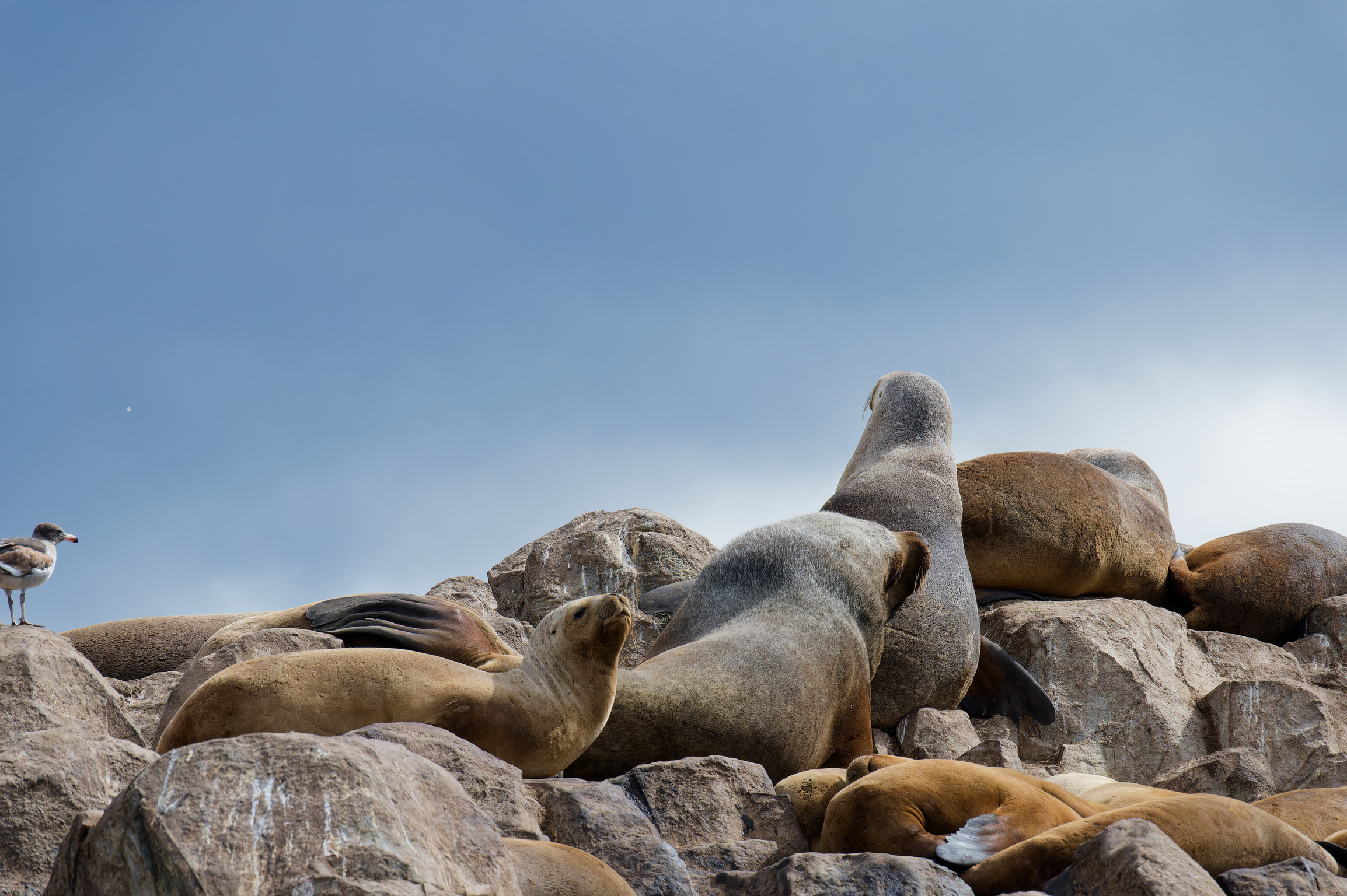 Sea lions at rest