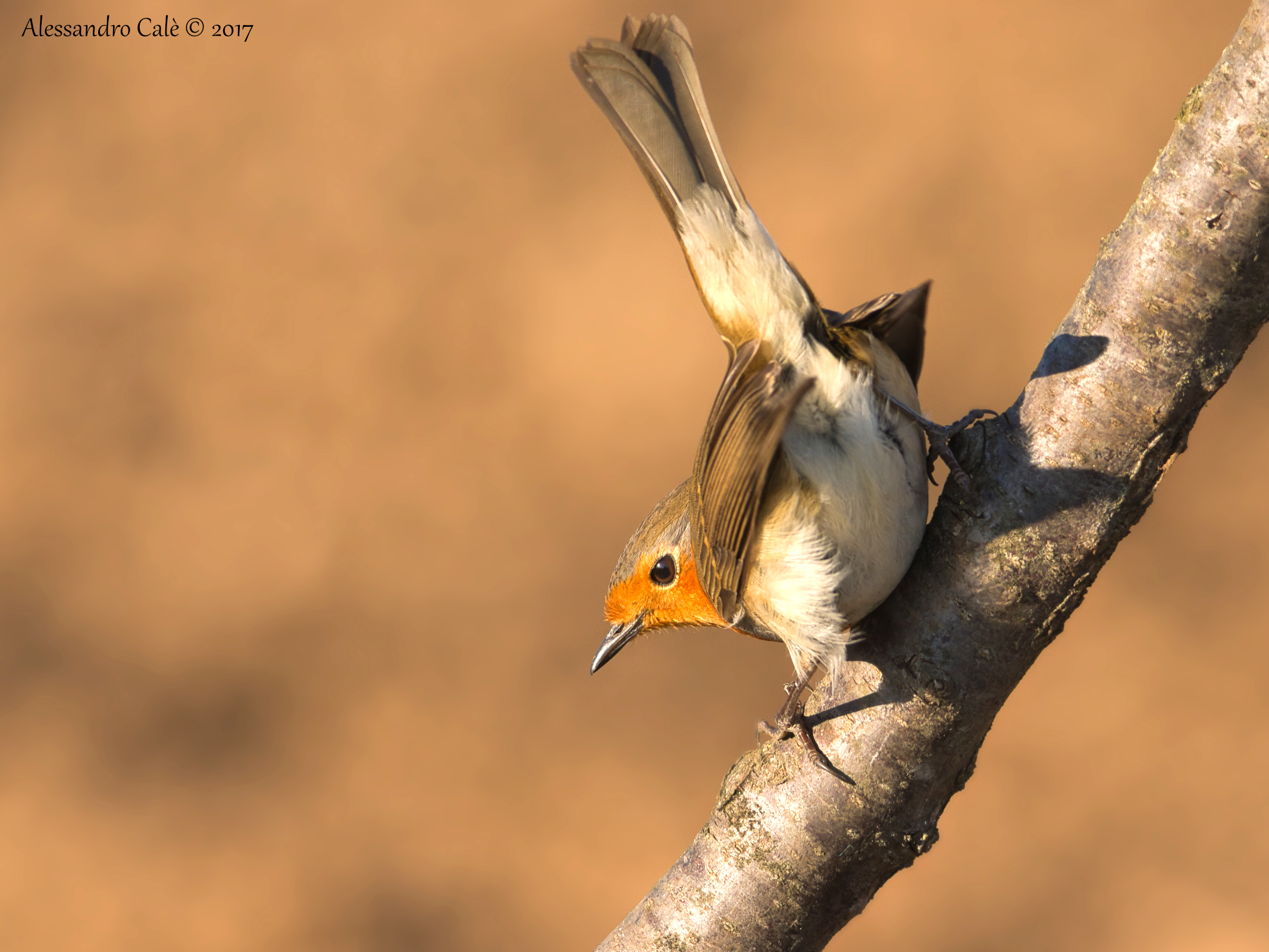 Erithacus nubecola (Pettirosso) 6265