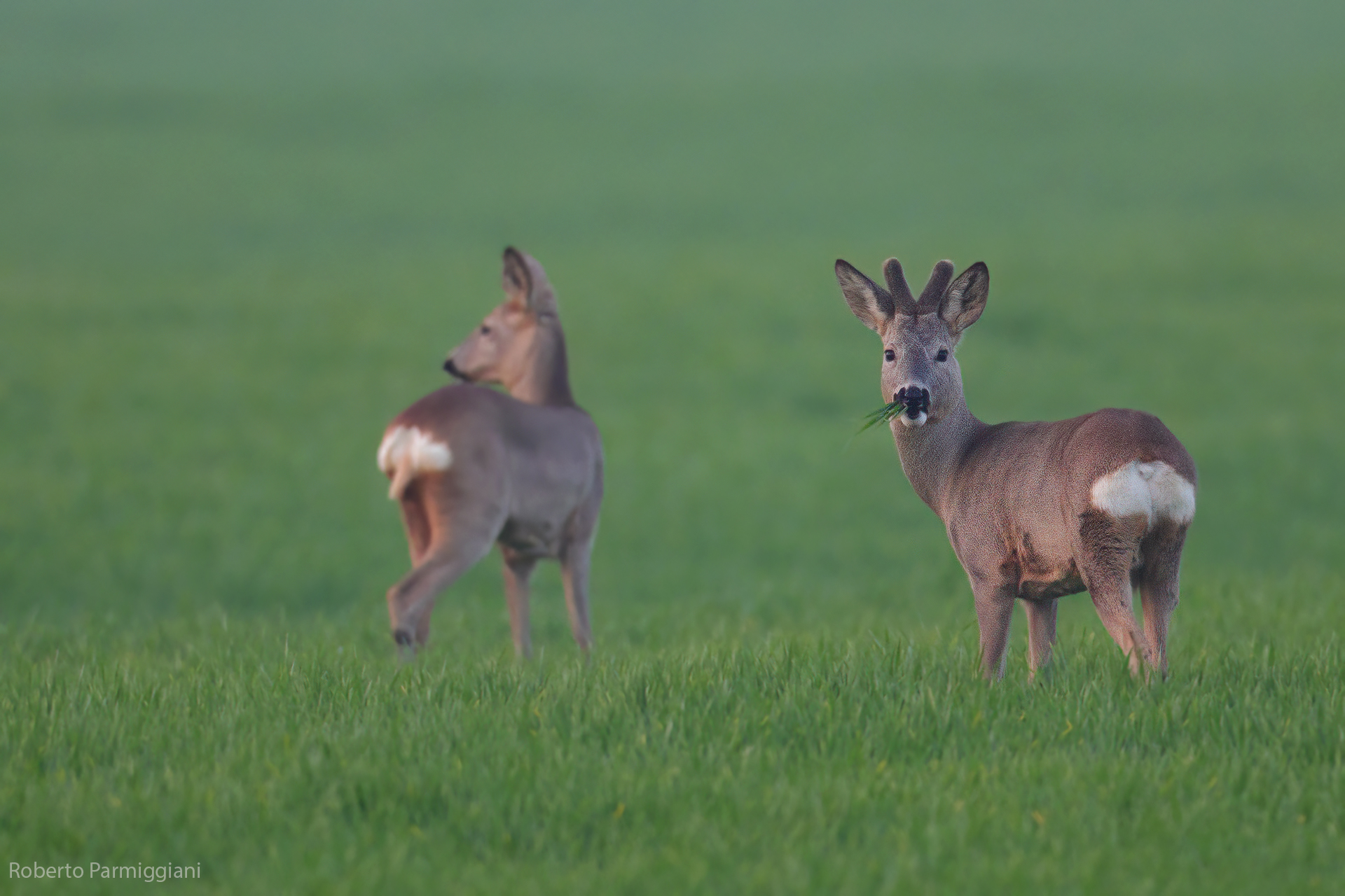 Roe deer