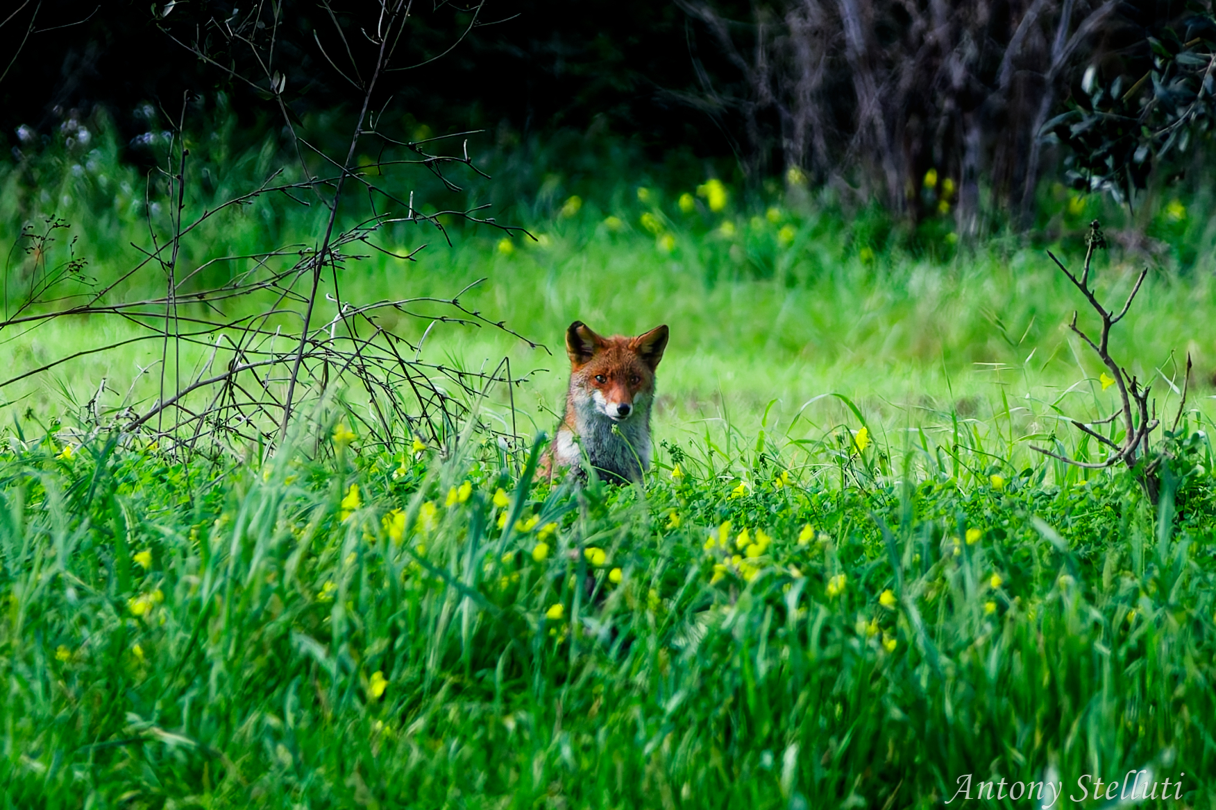 Curious Fox