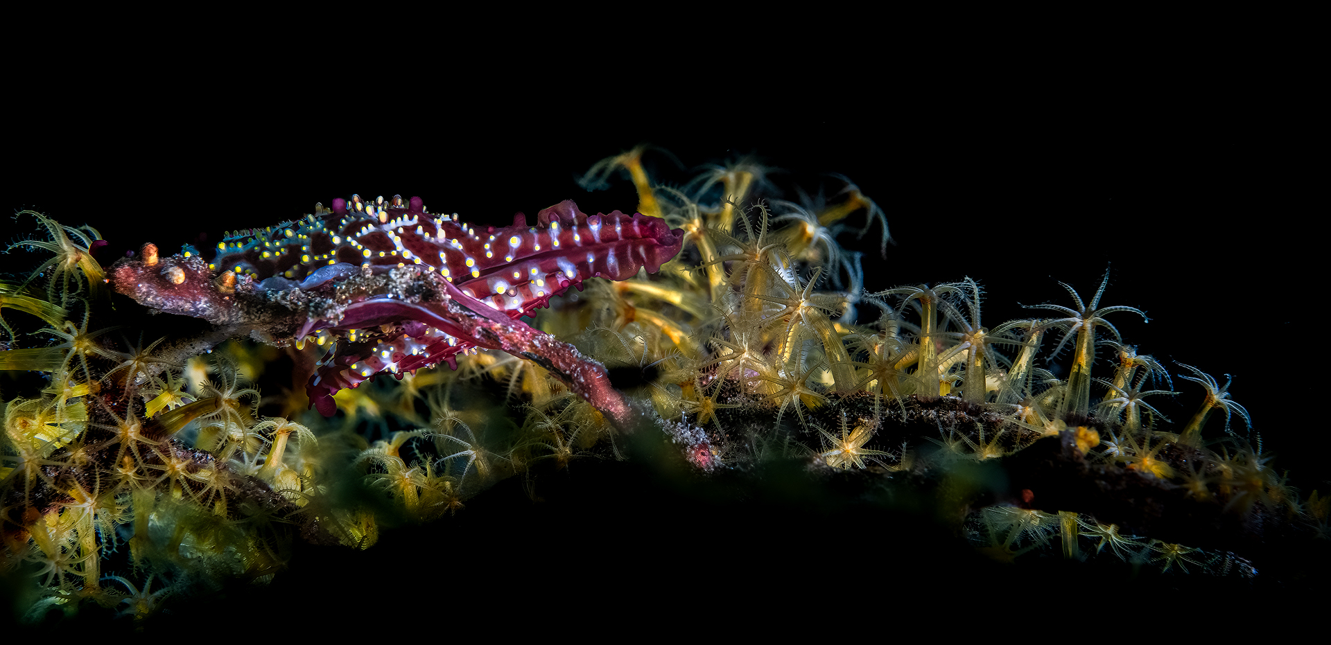 Rosy Spindle Cowry Phenacovolva rosea Bali Indonesia