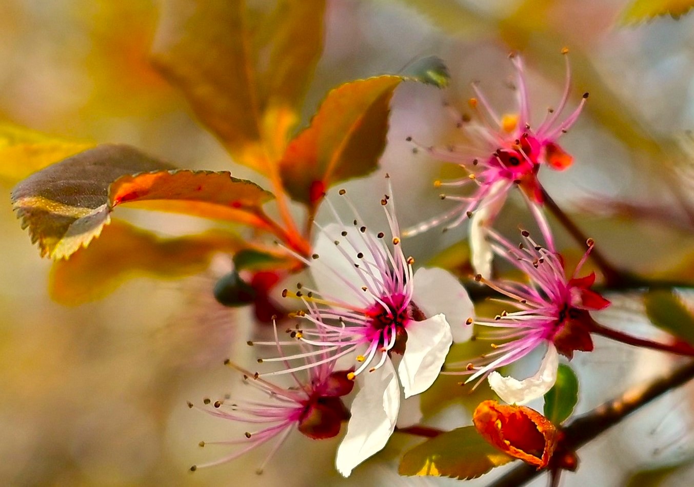 E' primavera...svegliatevi bambine...