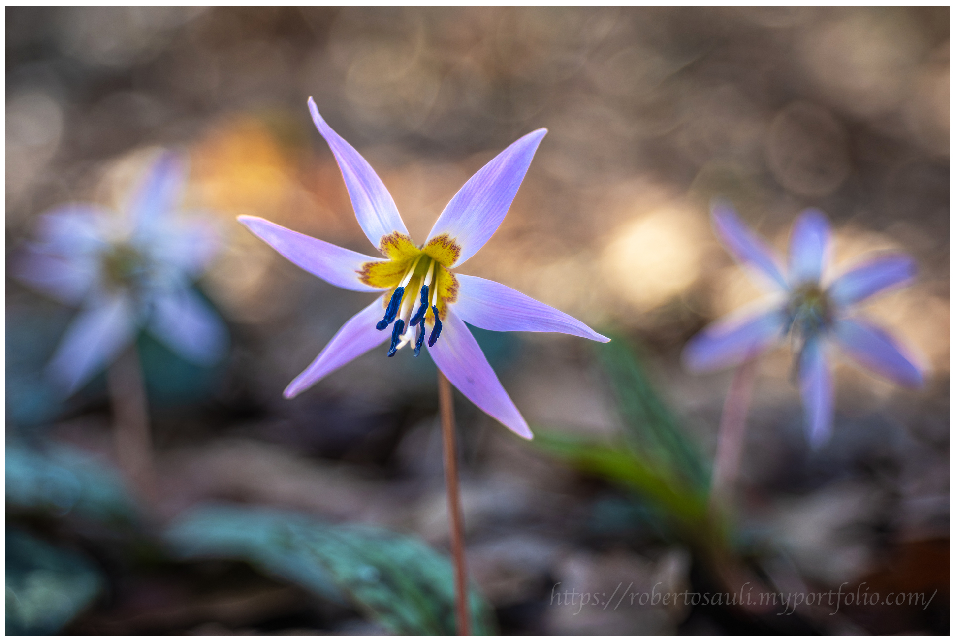 Dente di cane (Erythronium dens-canis)