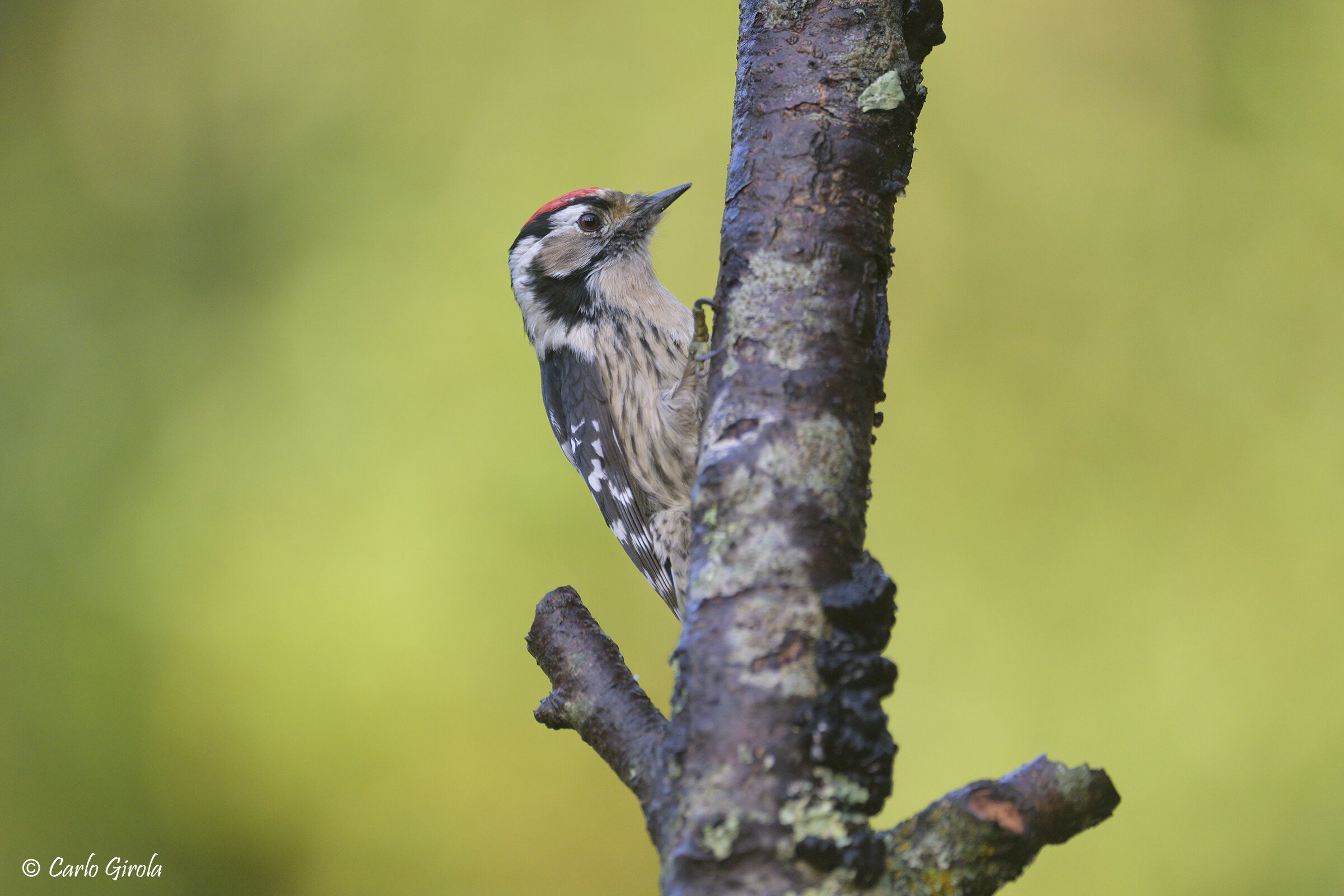 Picchio rosso minore (Dryobates minor)