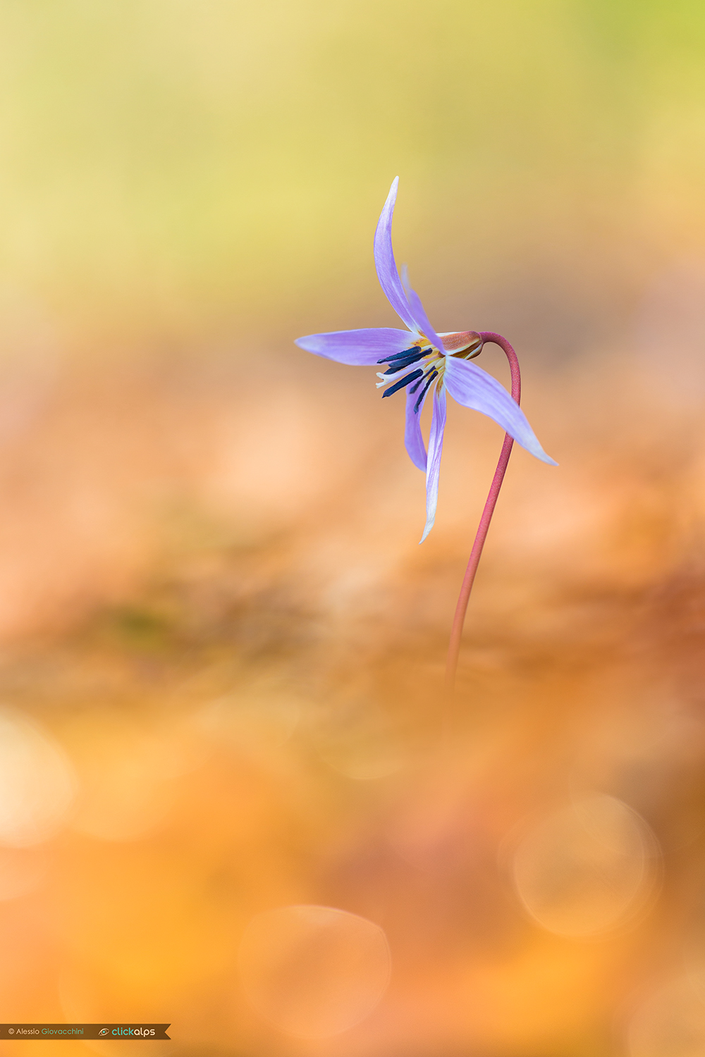 La primavera alle porte (Erythronium dens-canis)
