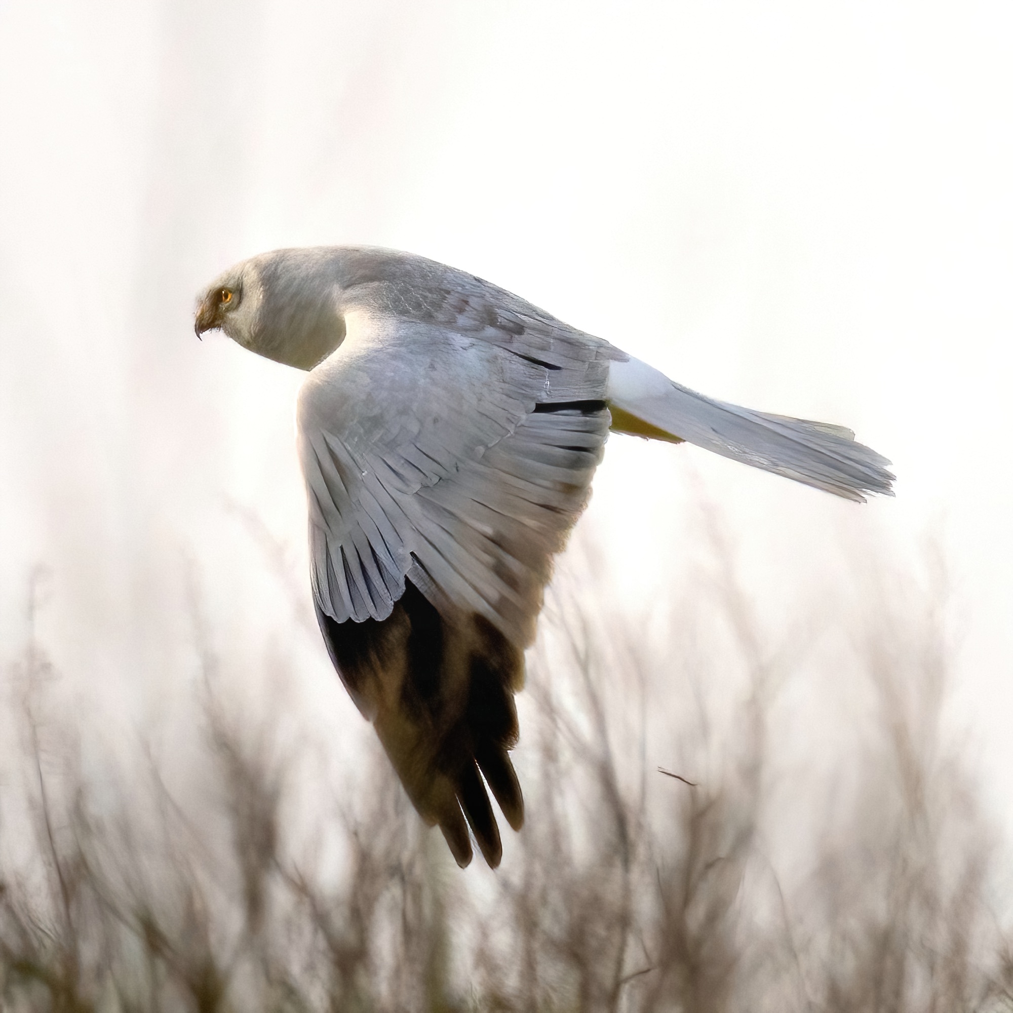 Hen Harrier in the fog