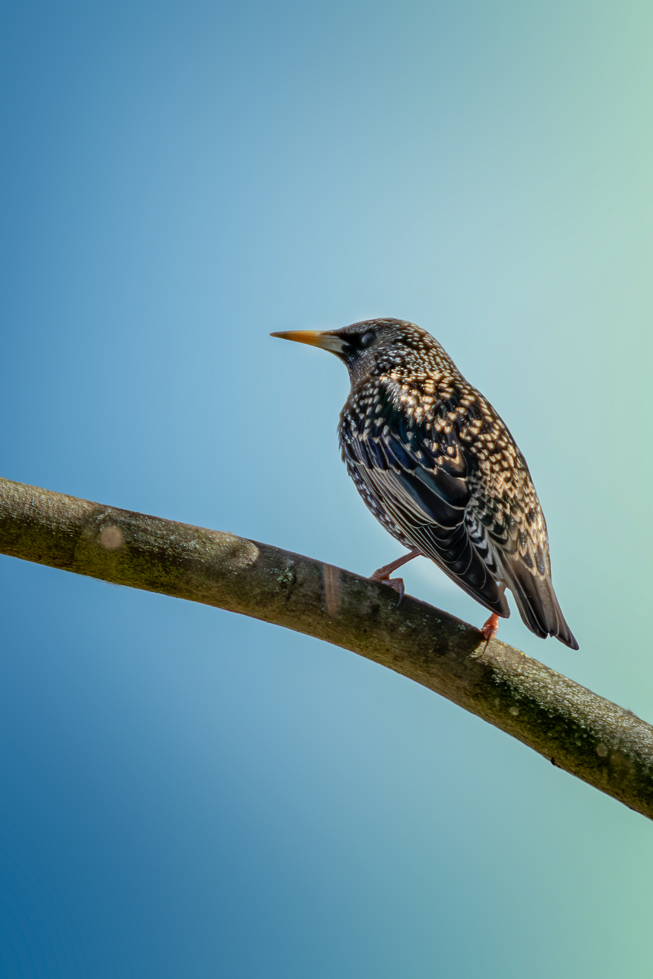 Common starling