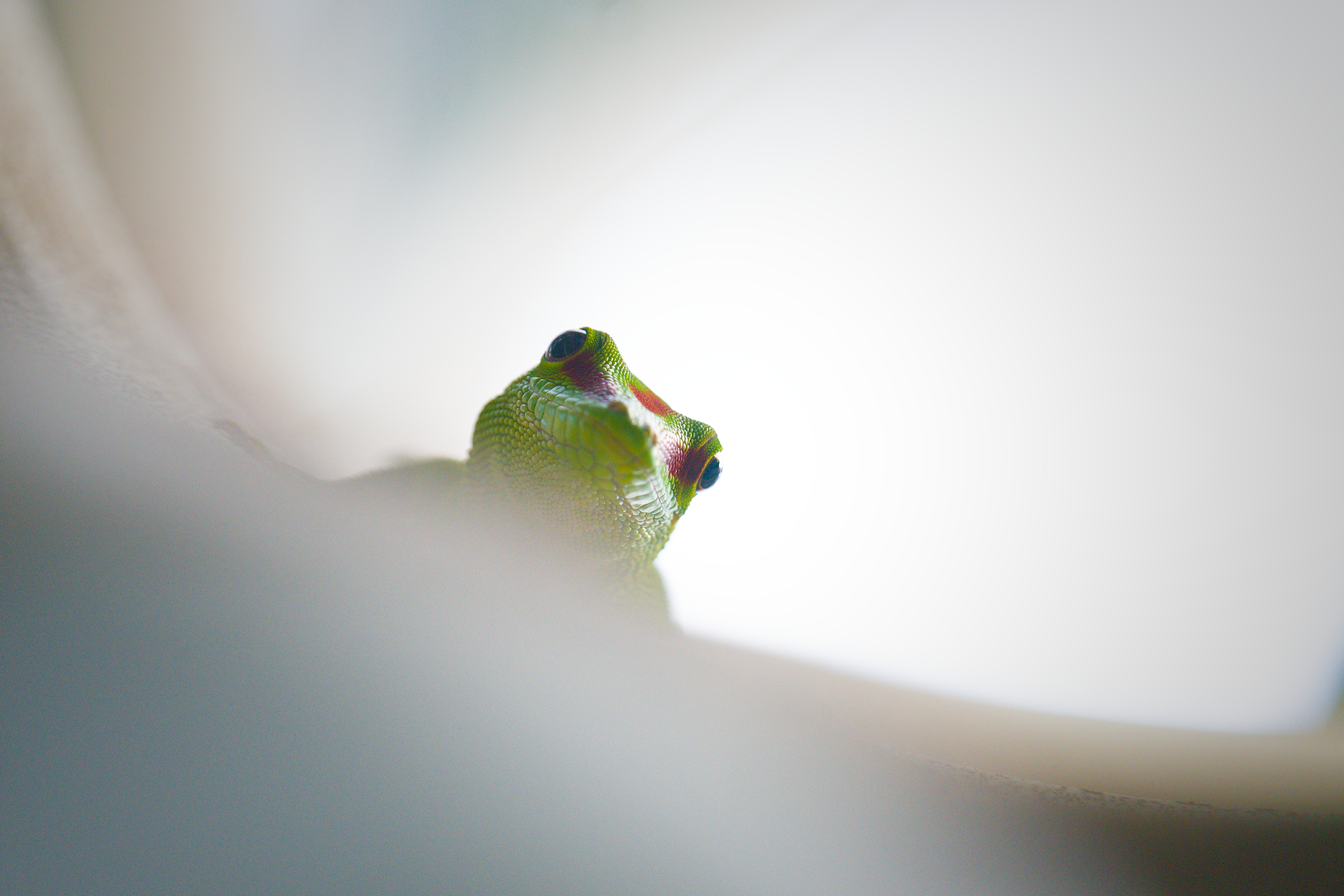 Mauritian ornate day gecko