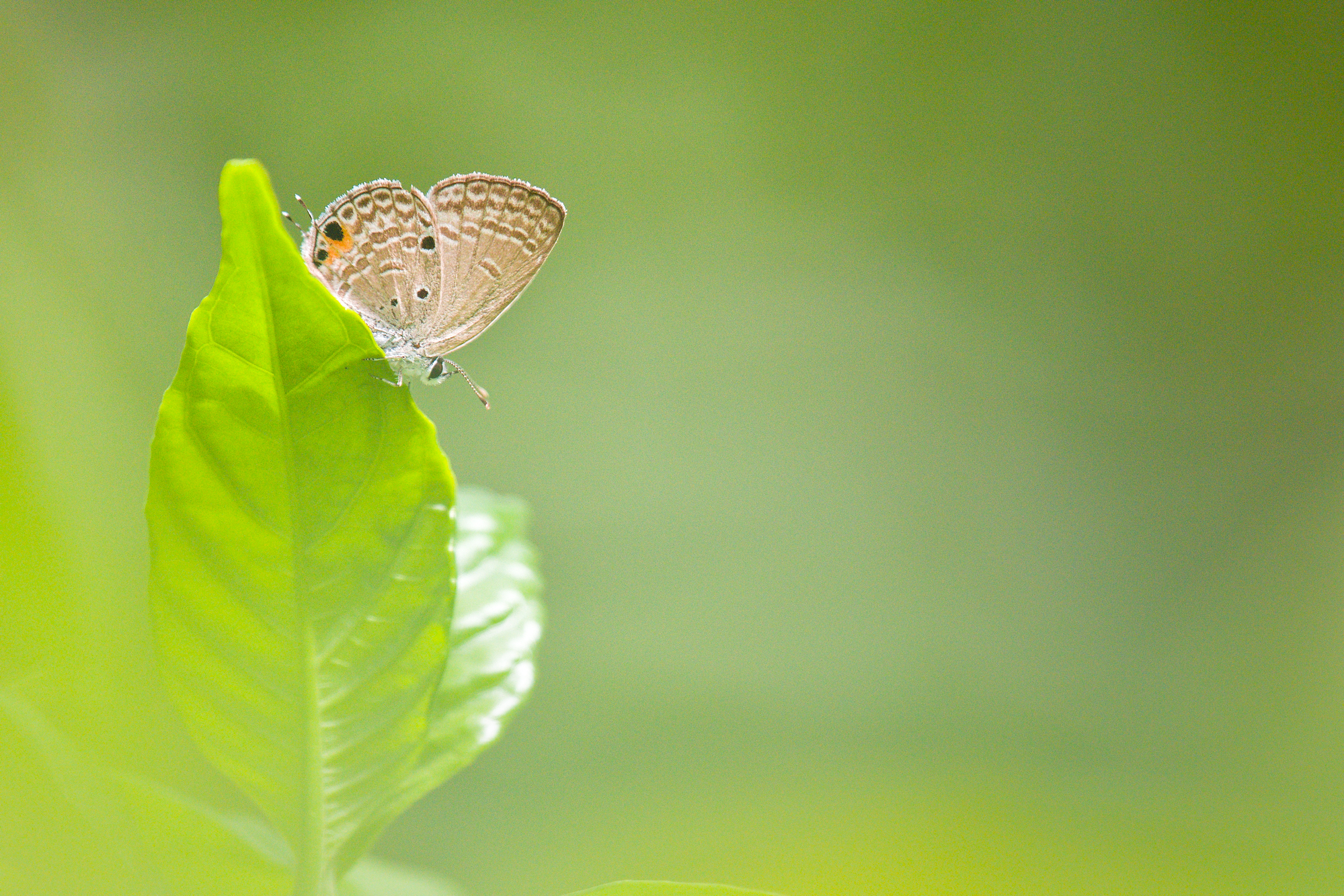 Mauritian Lycaenid