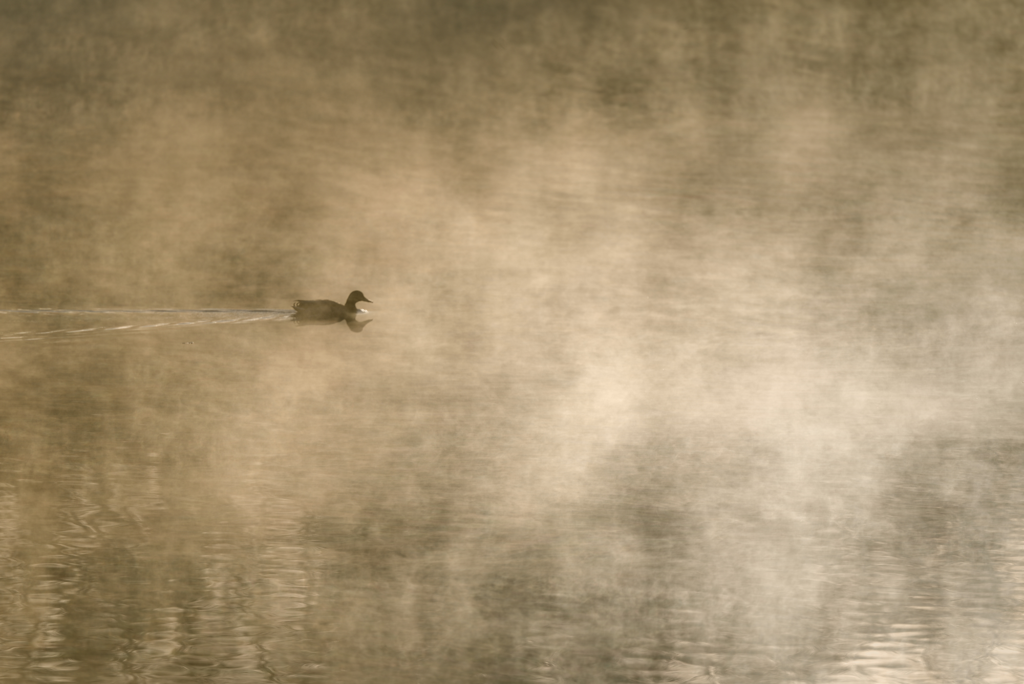 Mallard Fantasy