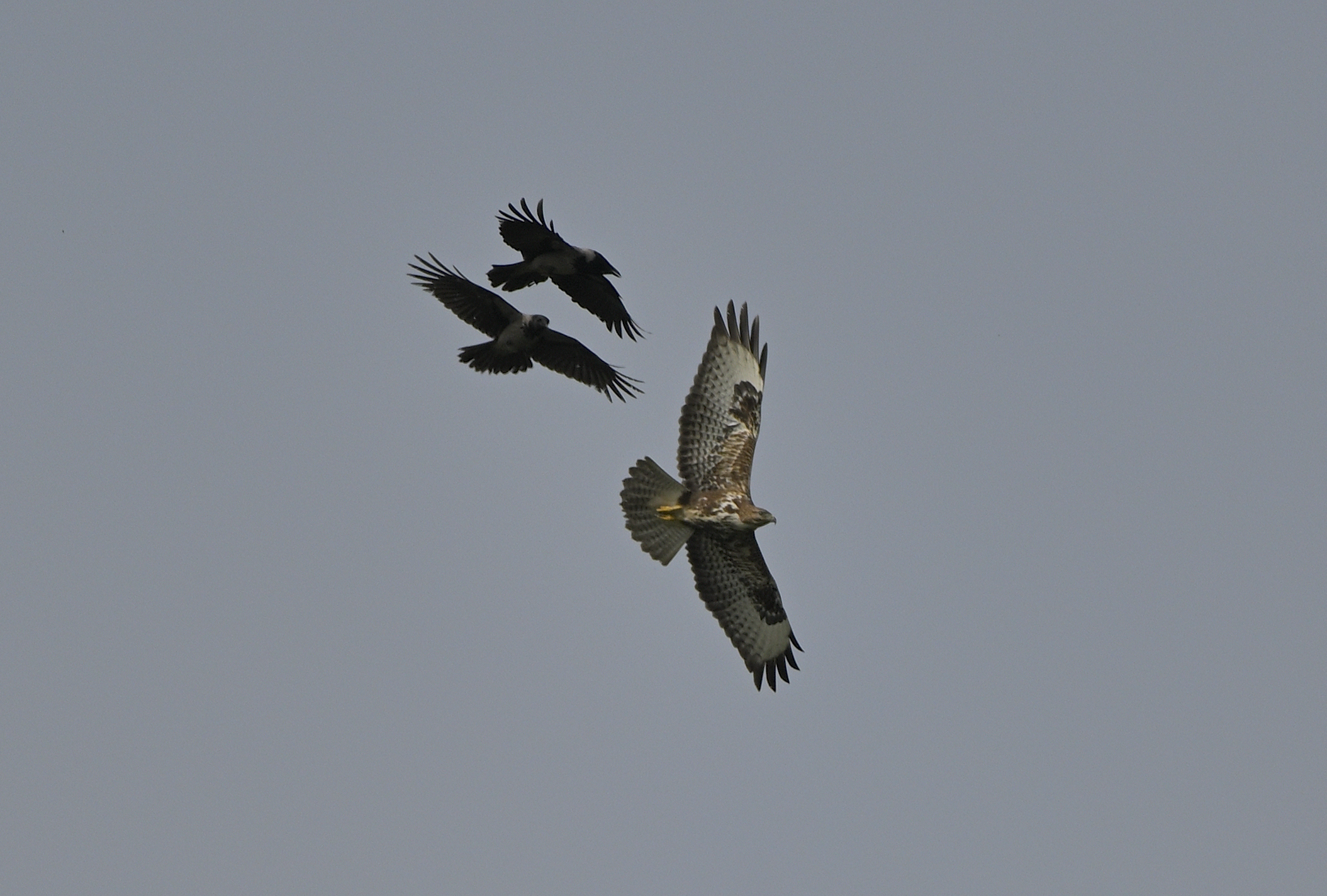 Buzzard and crows