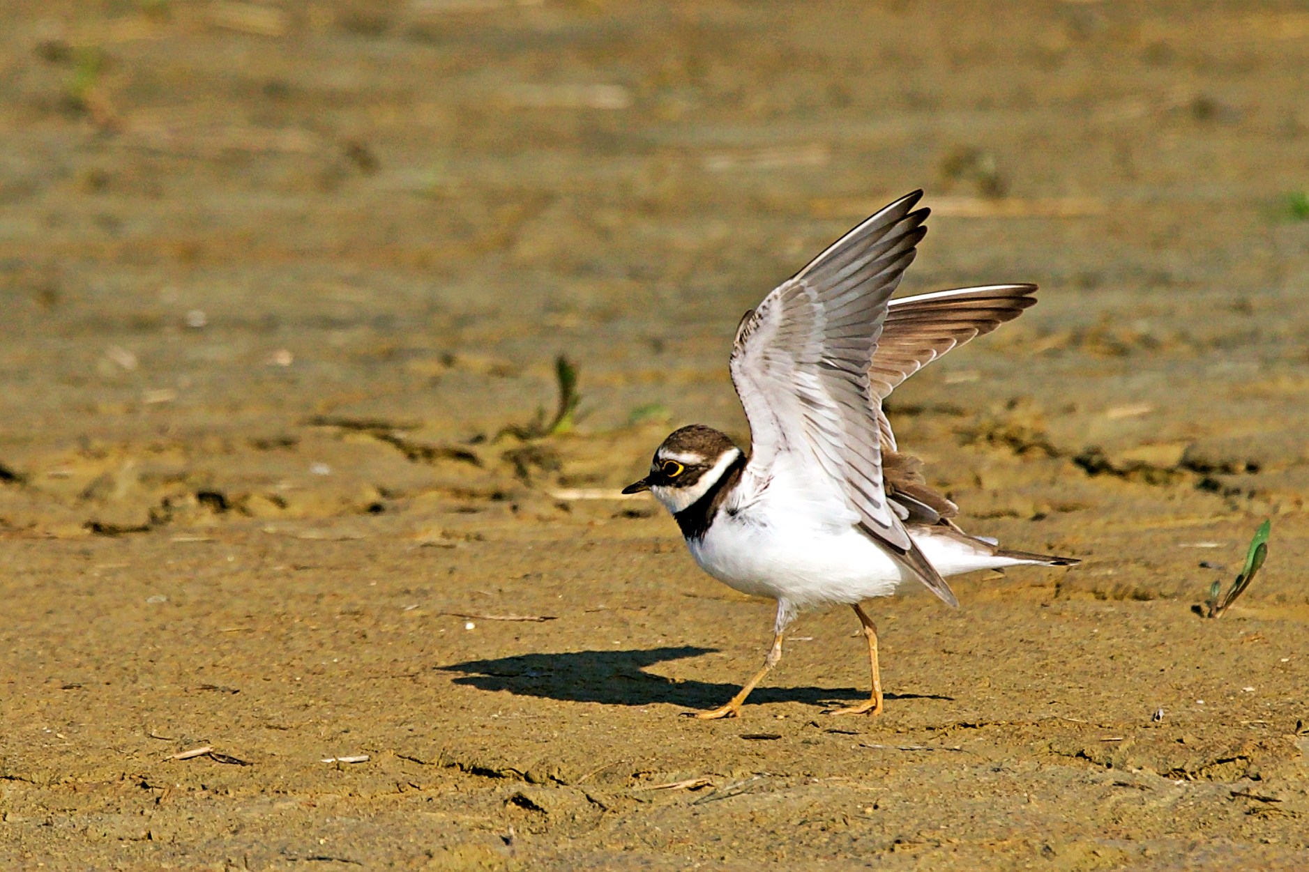 Small courier in stretching