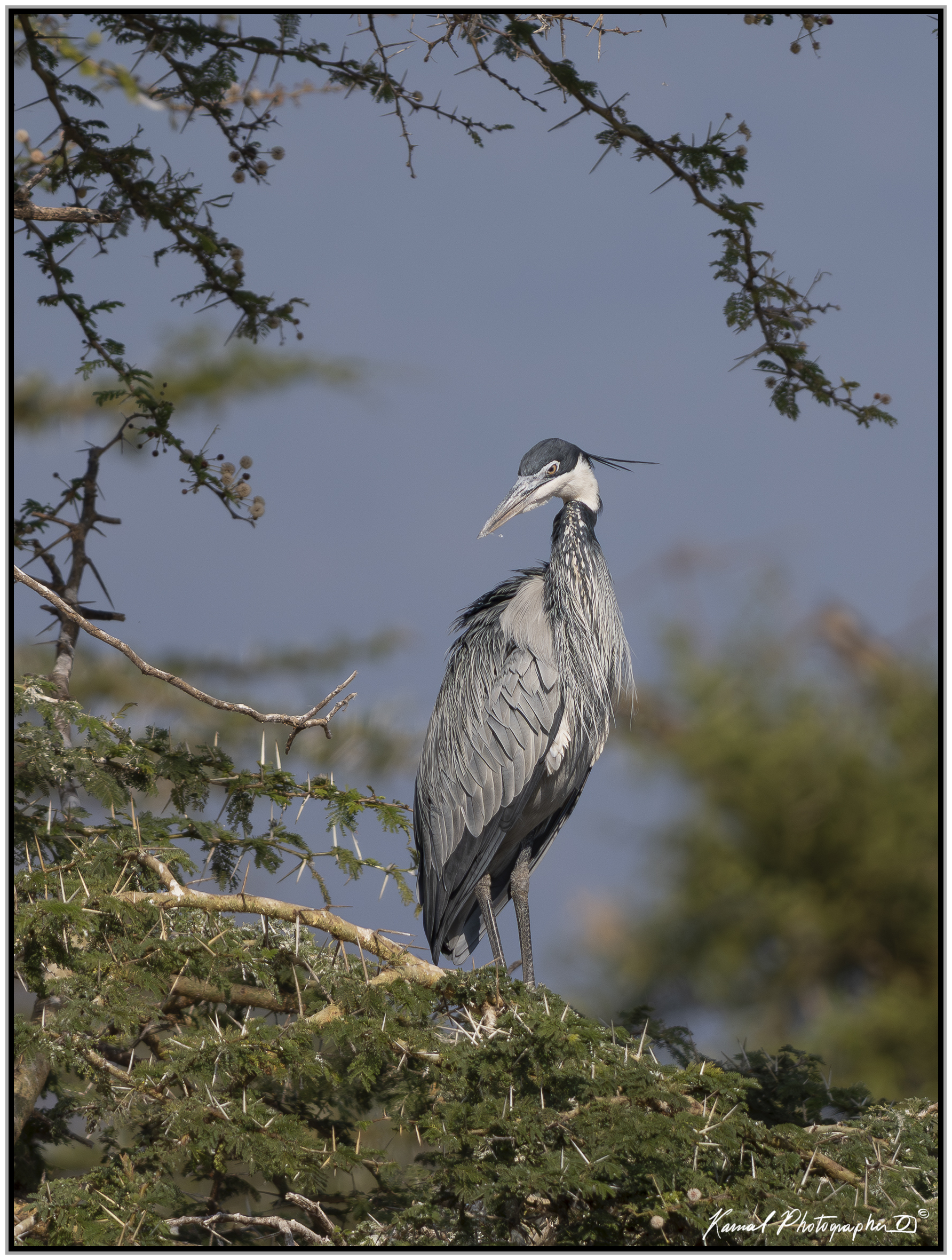 Black-headed heron (Ardea melanocephala)