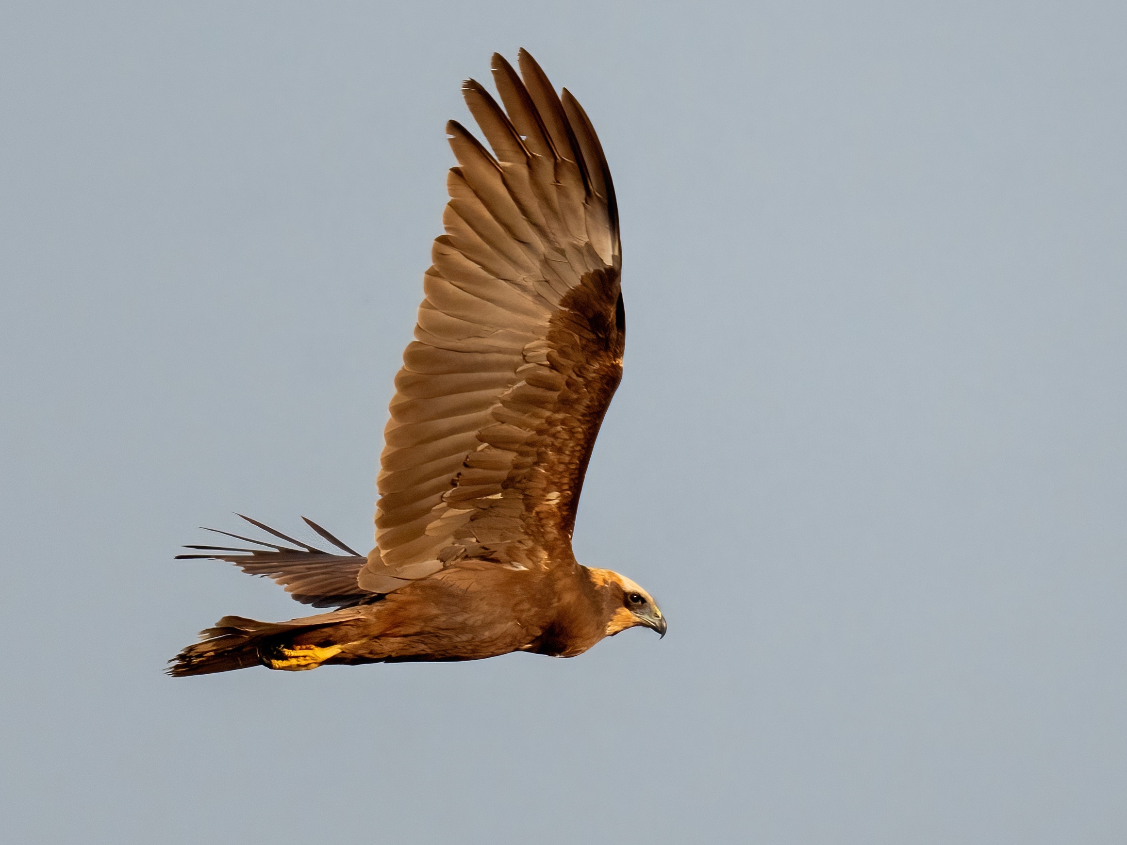 Falco di palude (Circus aeruginosus)