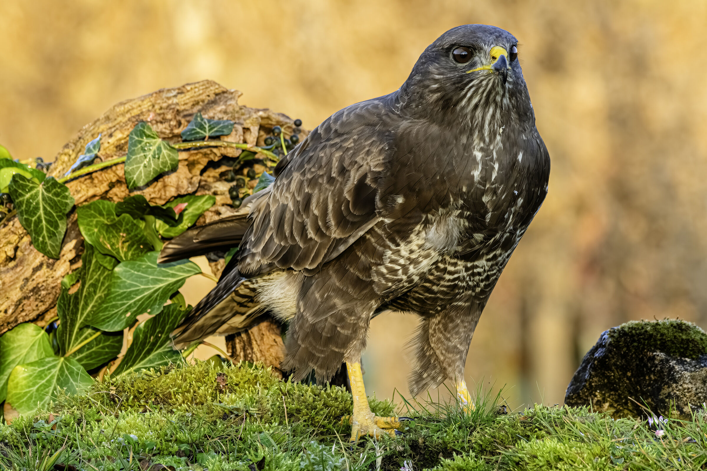 Buzzard