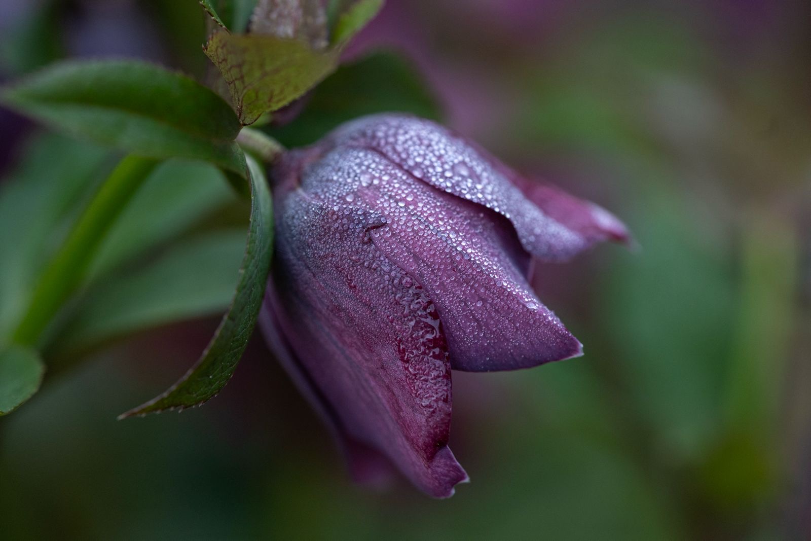 New flowering