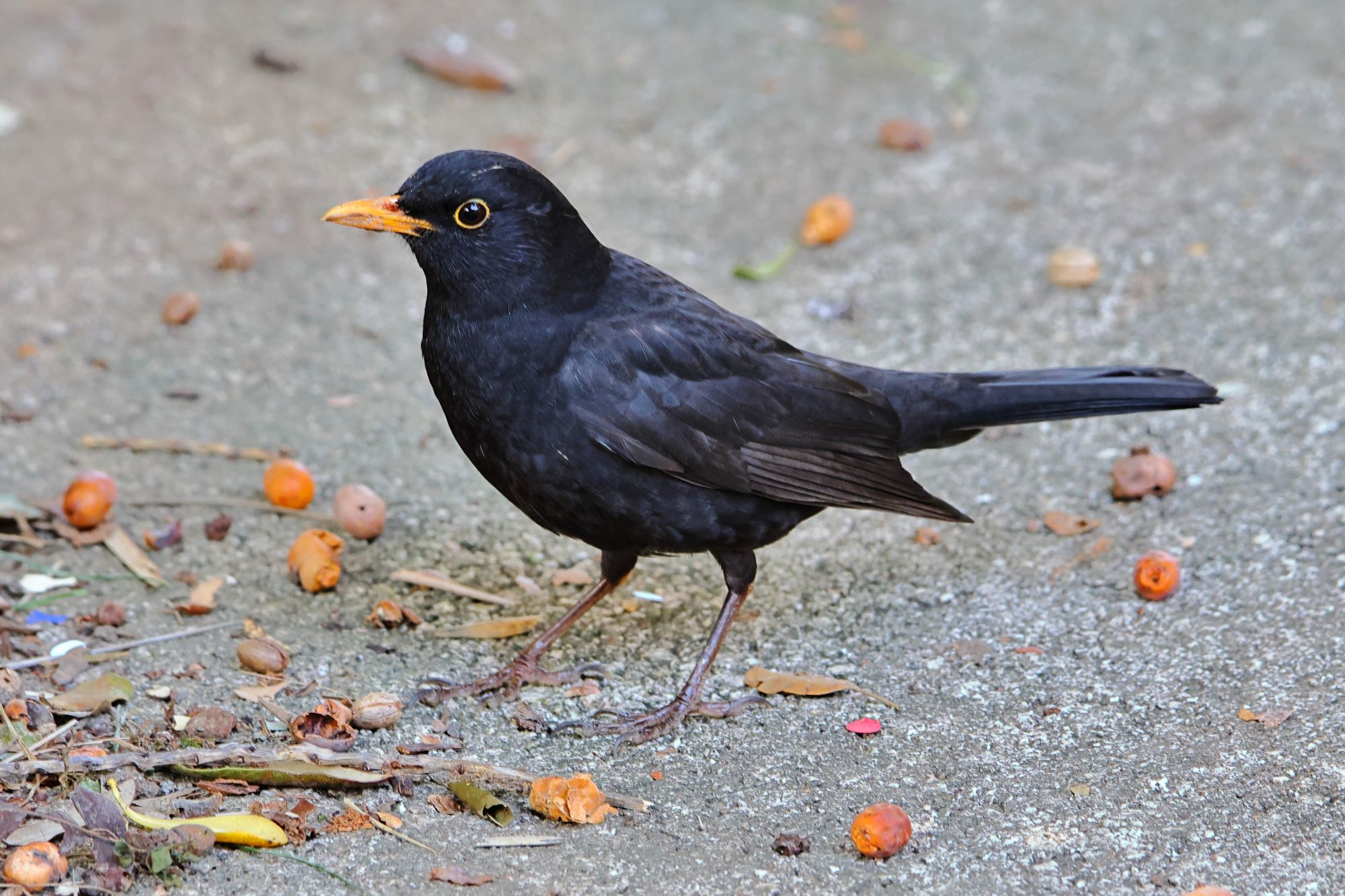 Il merlo e i datteri