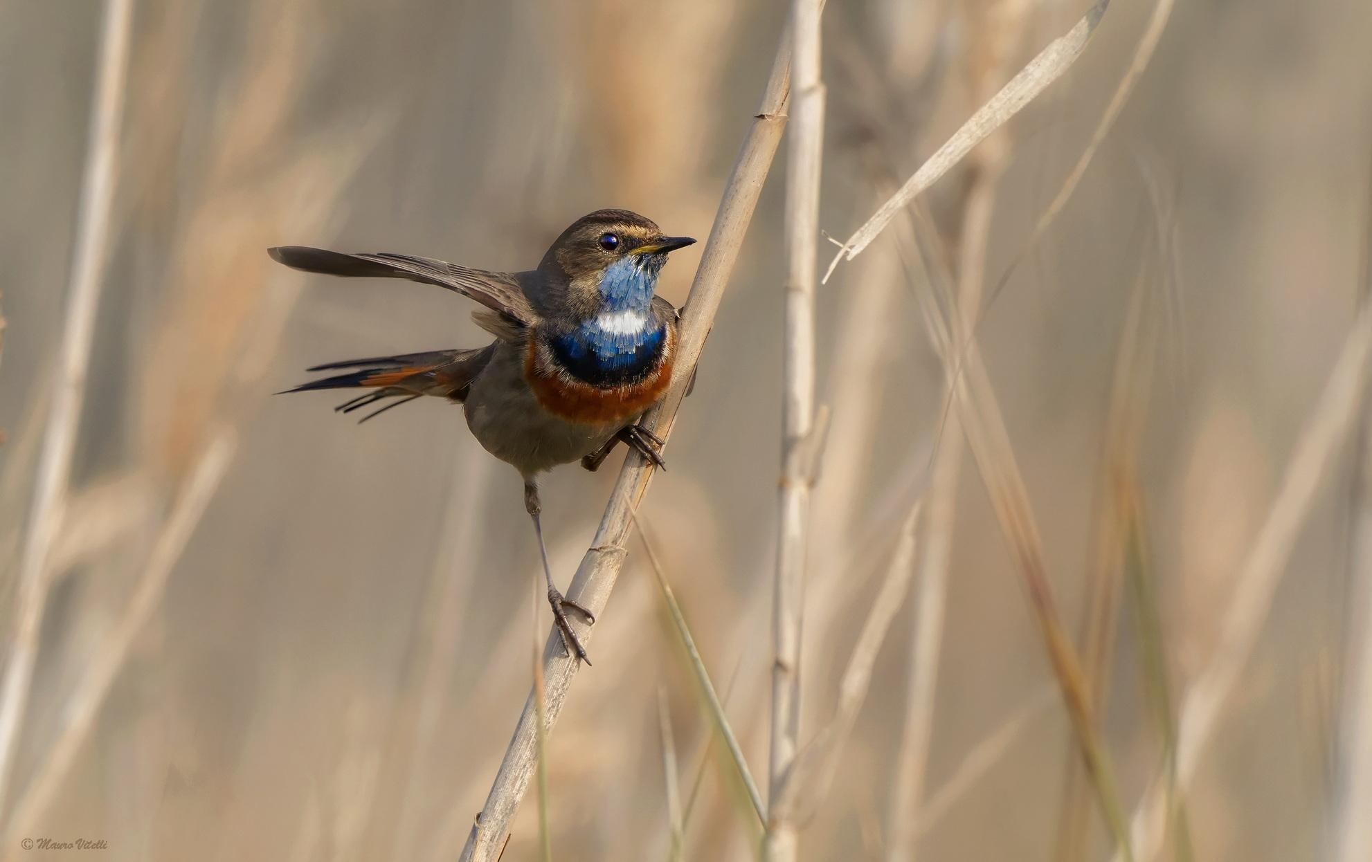 Bluethroat (Luscina svecica)