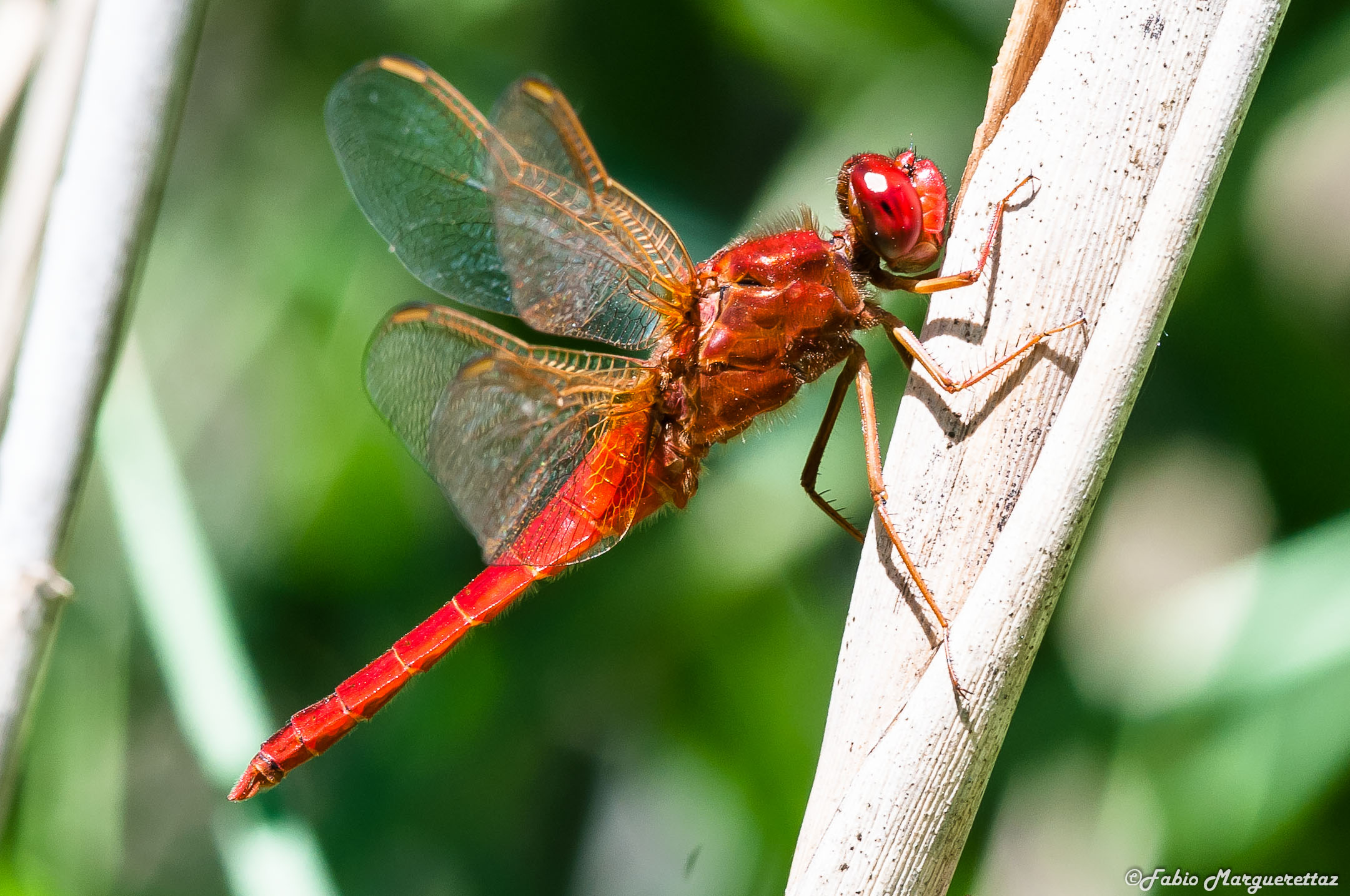 Crocothemis erythraea