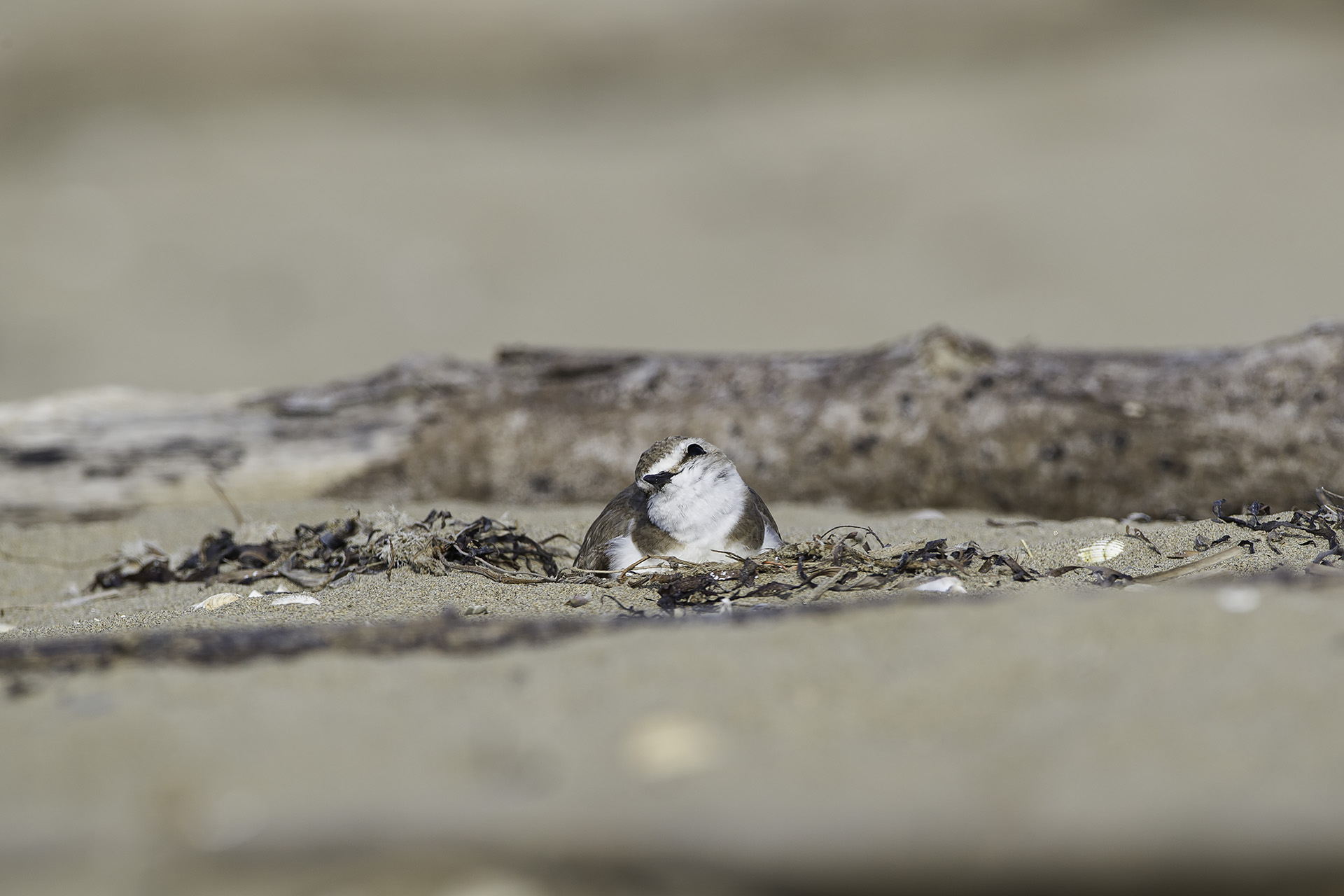 Kentish plover