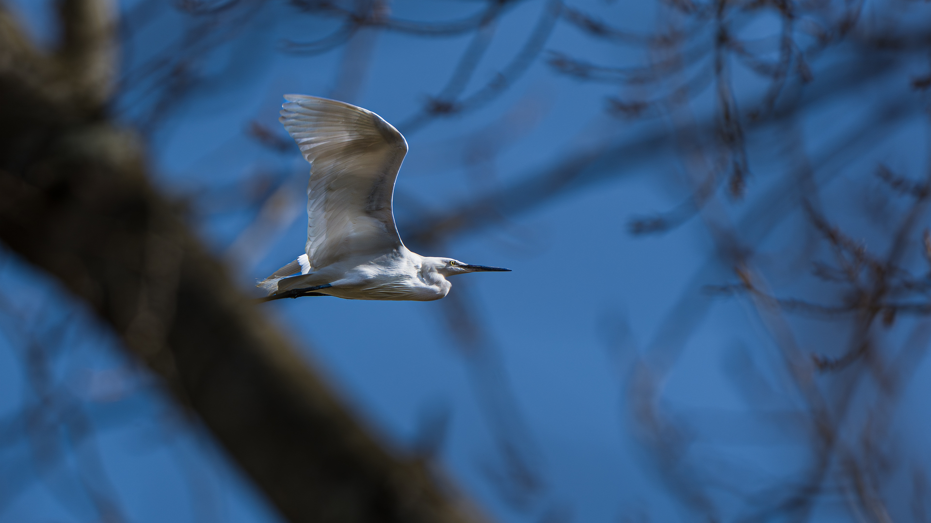 Egret behind trees