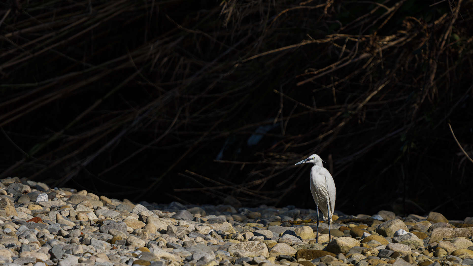 Egret 1