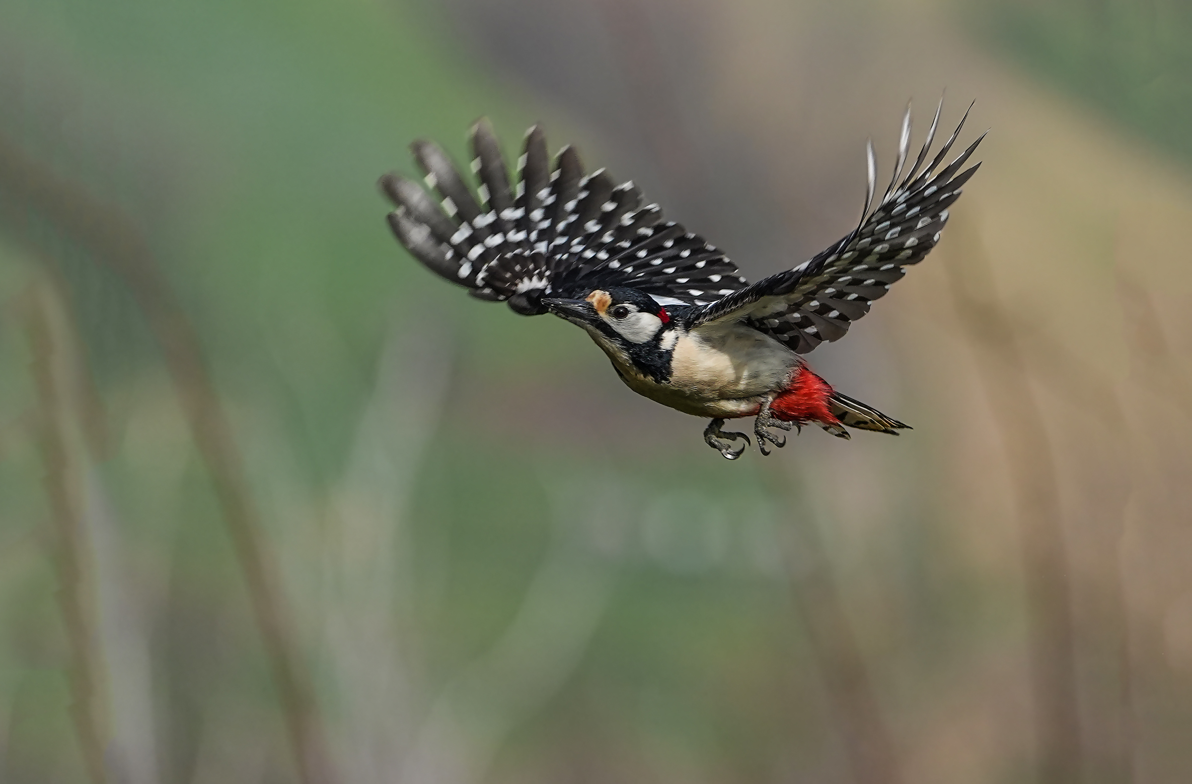 The flight of red