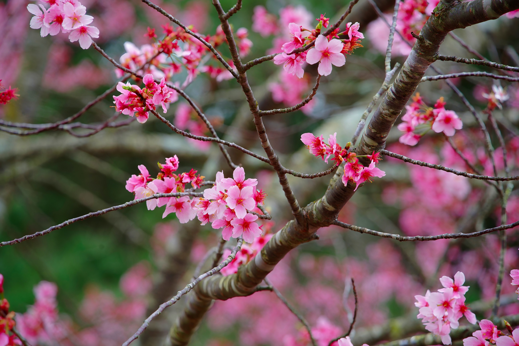 Milliken Park Sony A7R3 with Sigma 20-200mm