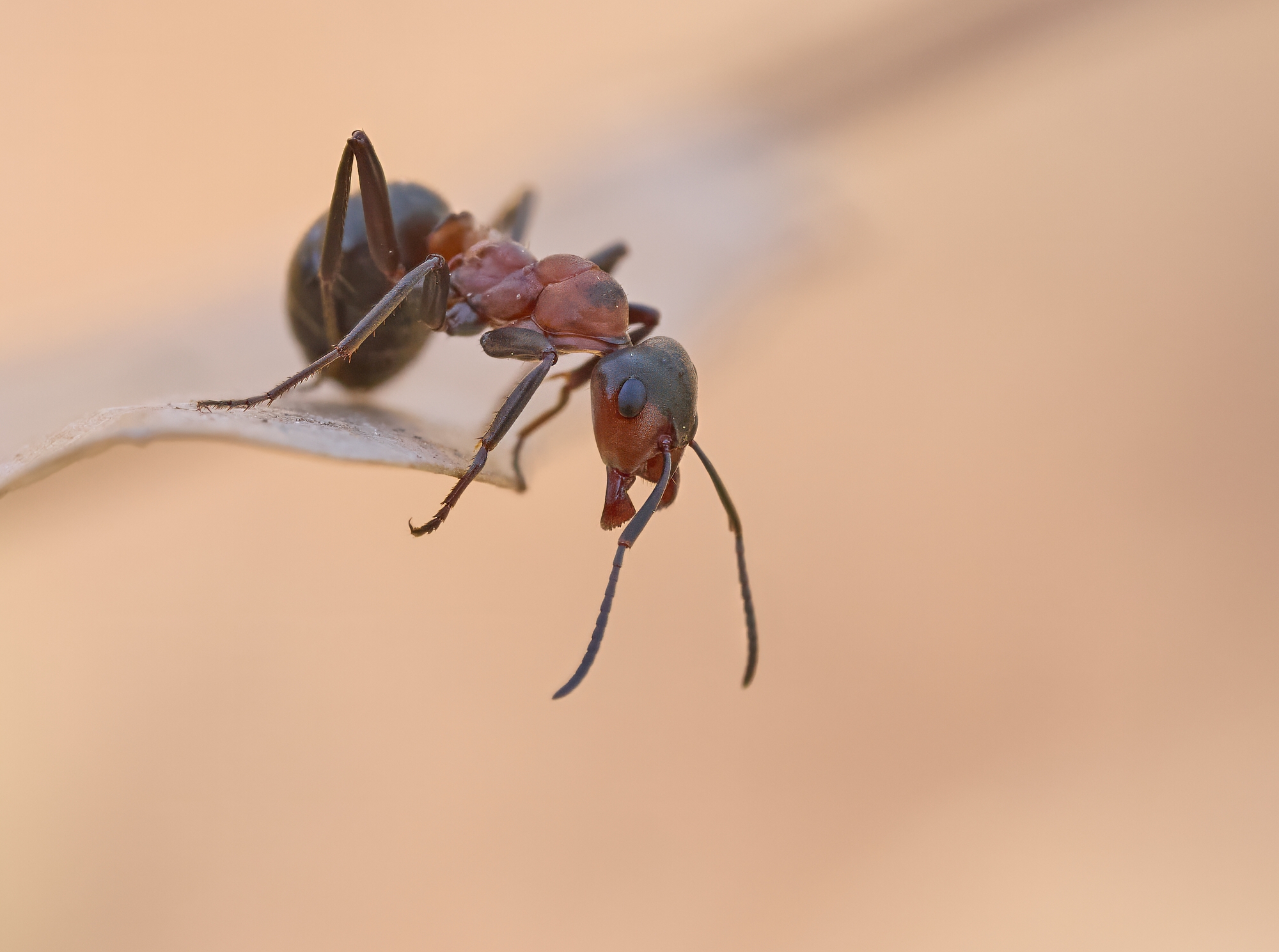 Formica sp.