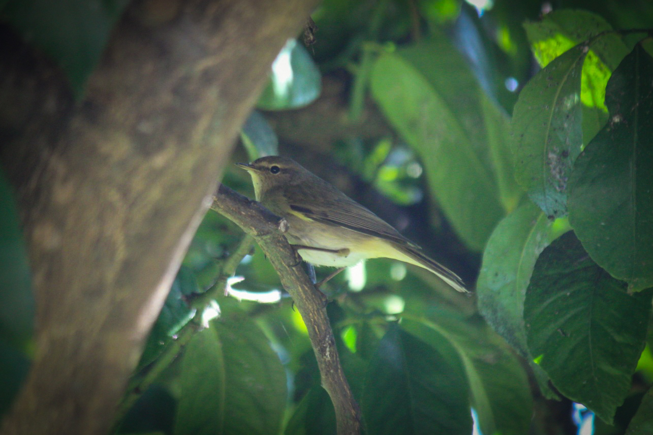 Little warbler on lemon