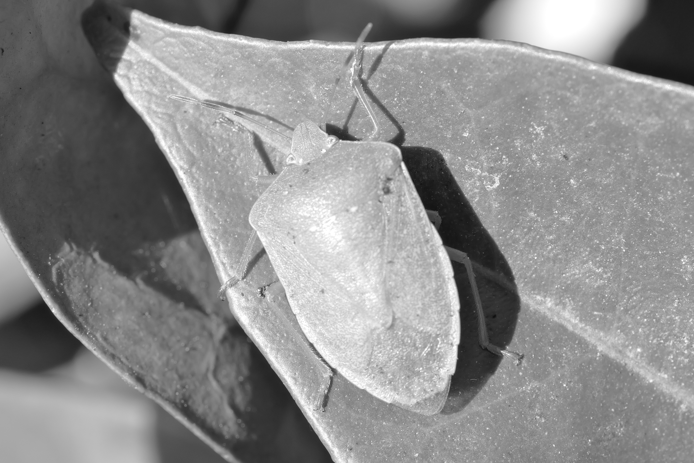 Bedbug on orange leaf