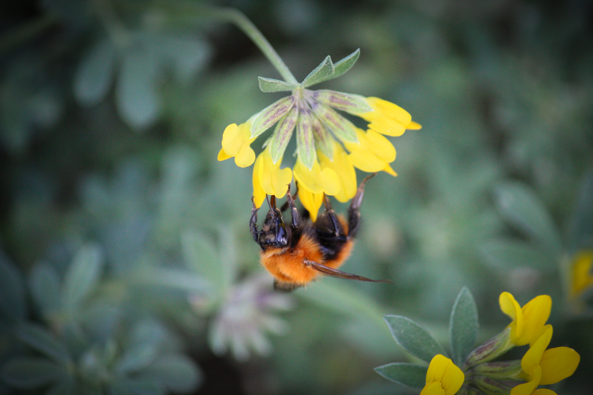 Upside Down Bumblebee