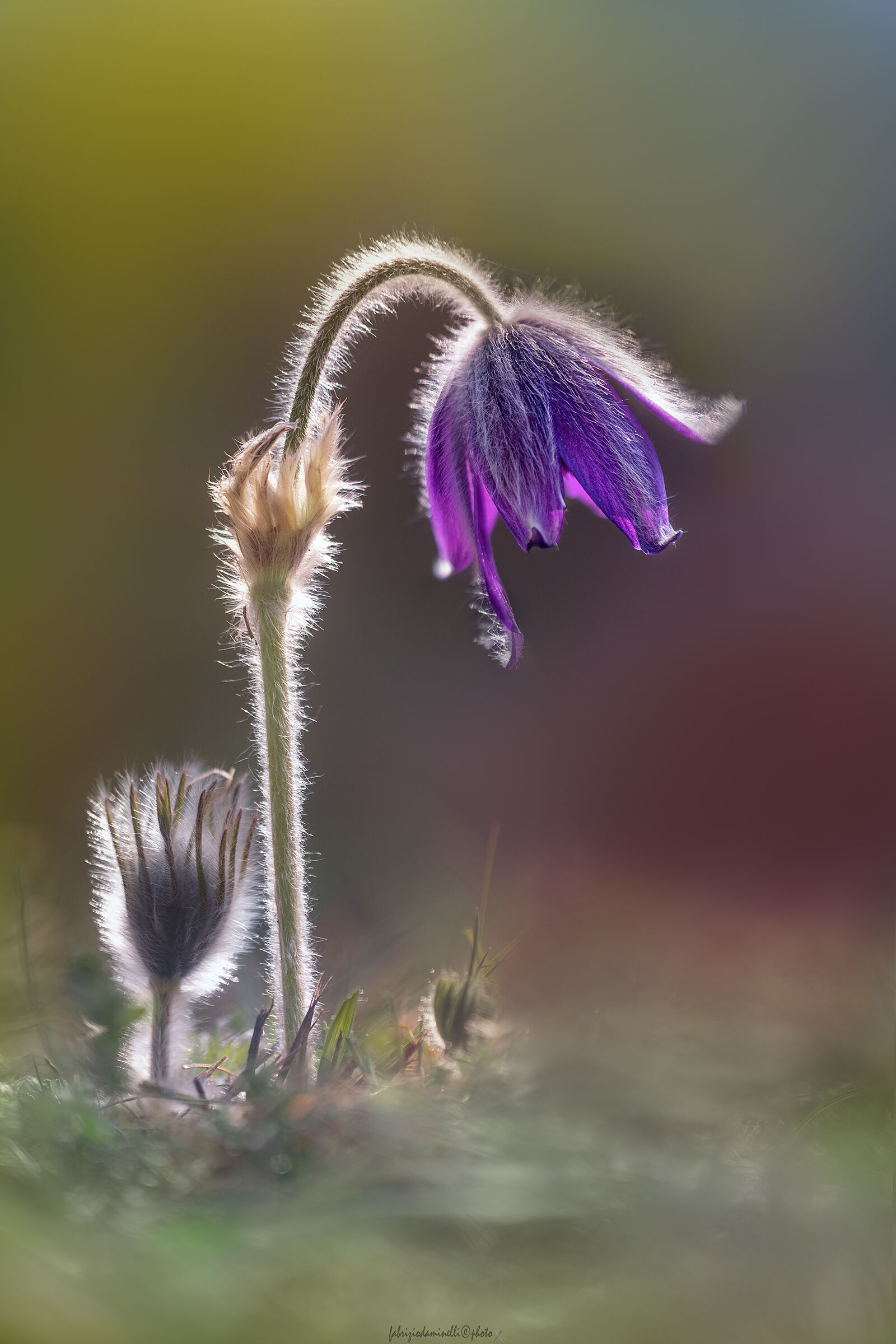 Pulsatilla montana