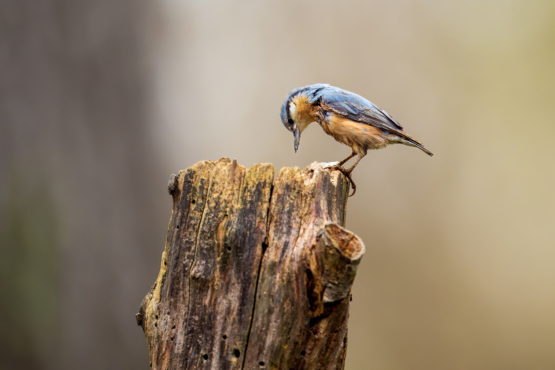 Nuthatch