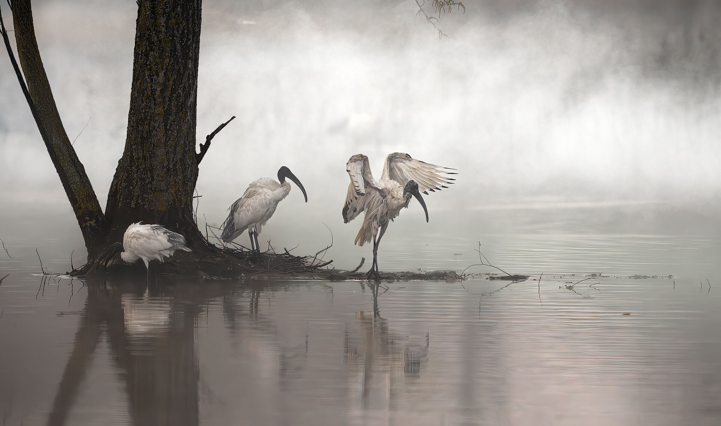 Ibis in the Bolognese valleys