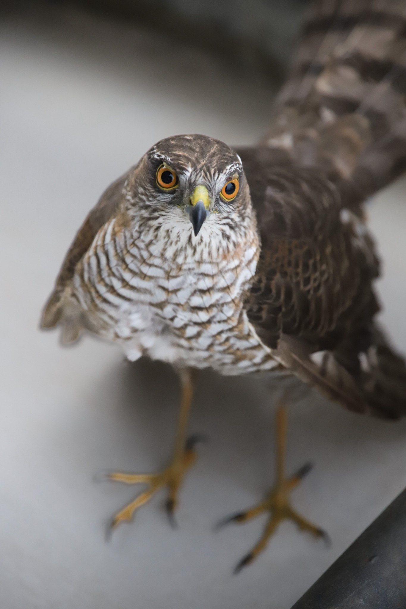 Sparrowhawk in my garden 1