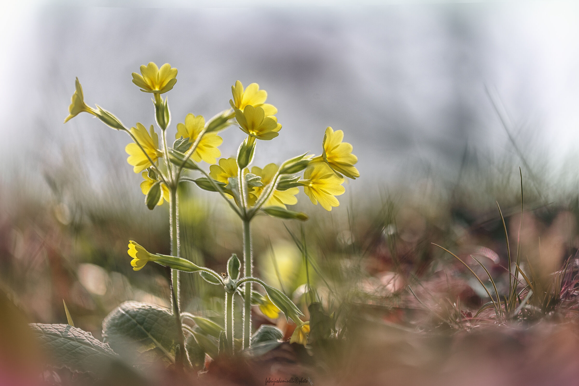 Primula odorosa - Primula veris