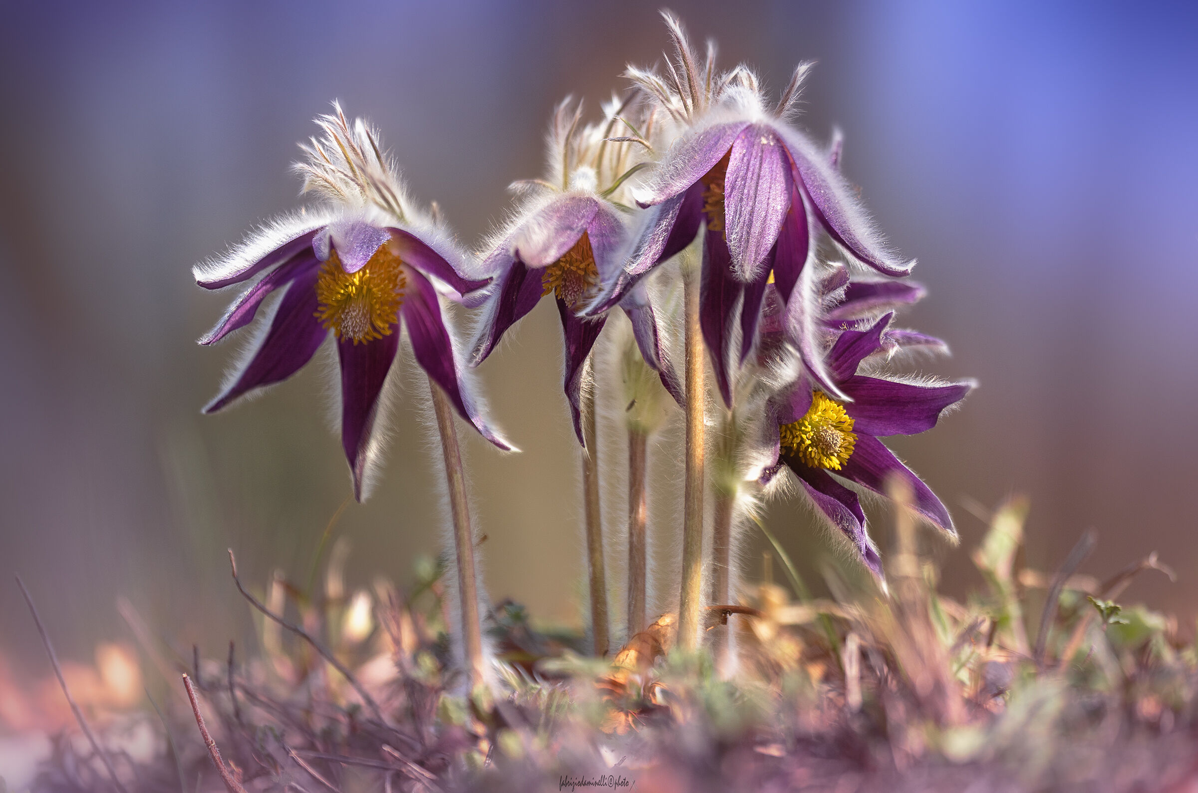 Mountain Pasqueflower