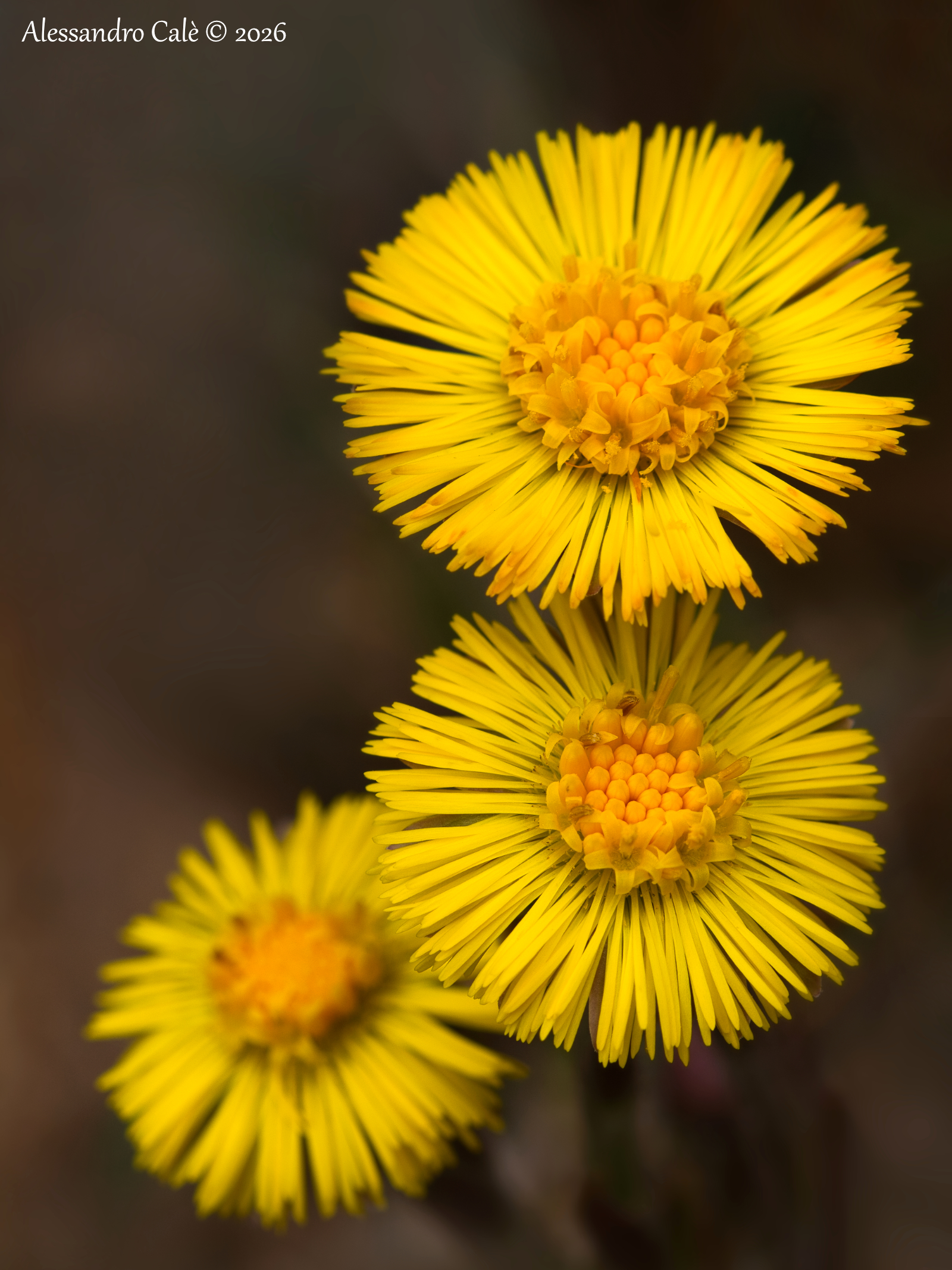 Tussilago farfara 9512