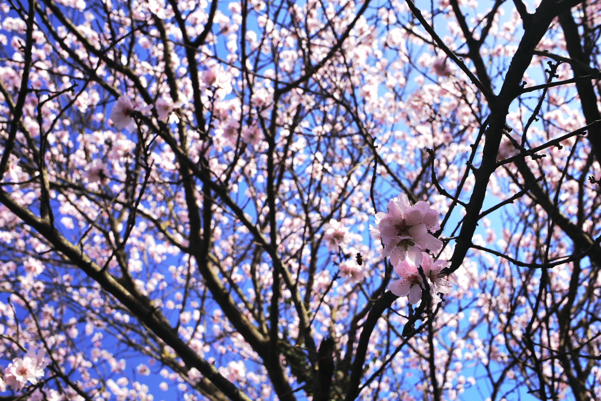 almond blossom 1