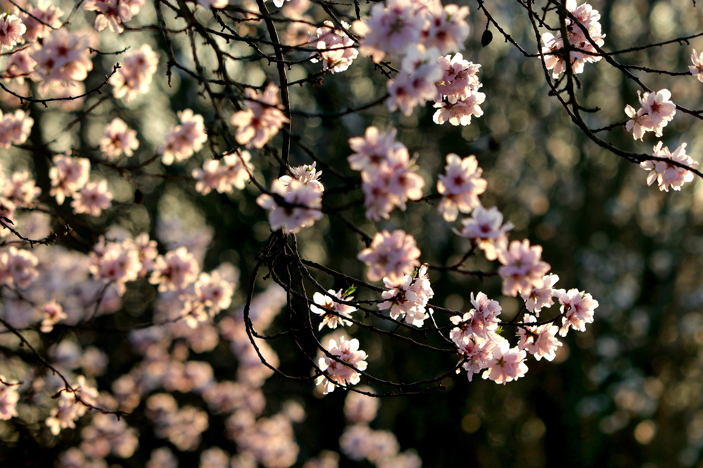 almond blossom 2