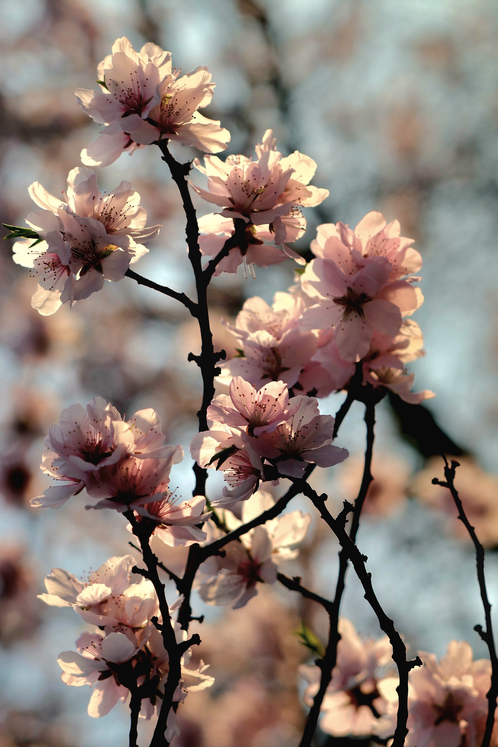 almond blossom 3