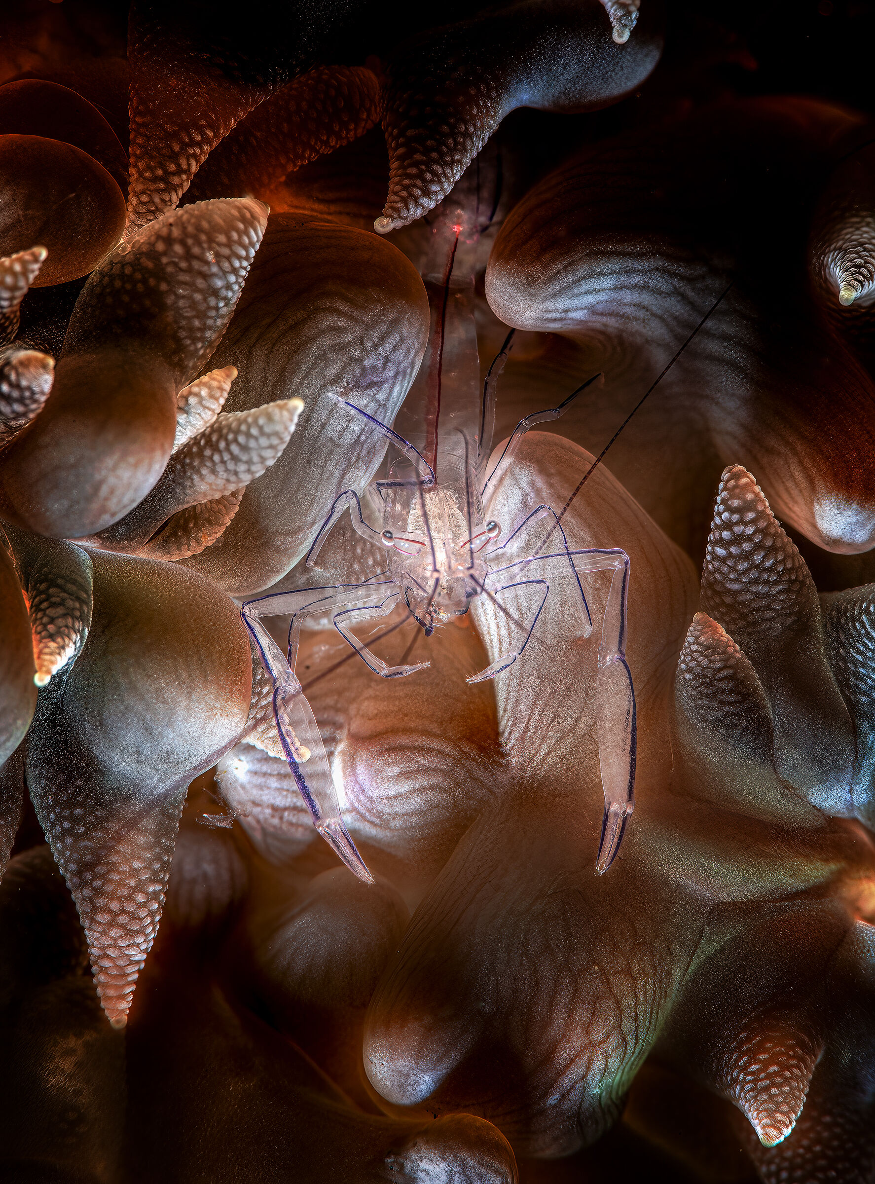 gambero commensale dei coralli a bolle