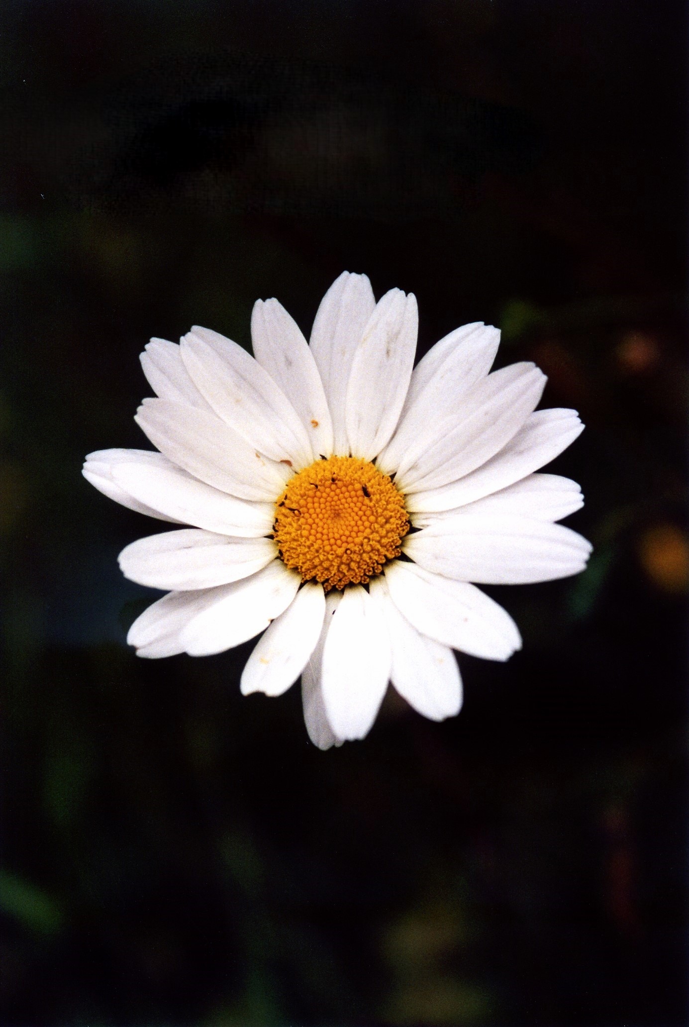 Margheritone di montagna