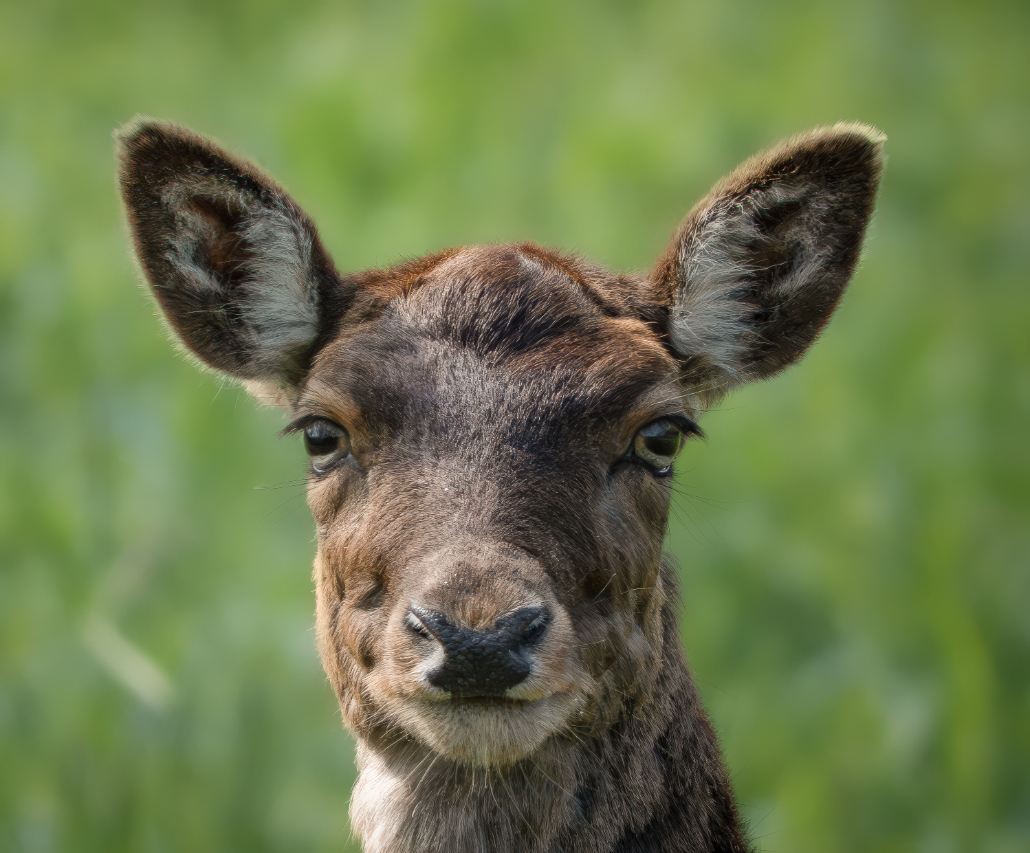 Melanistic fallow deer