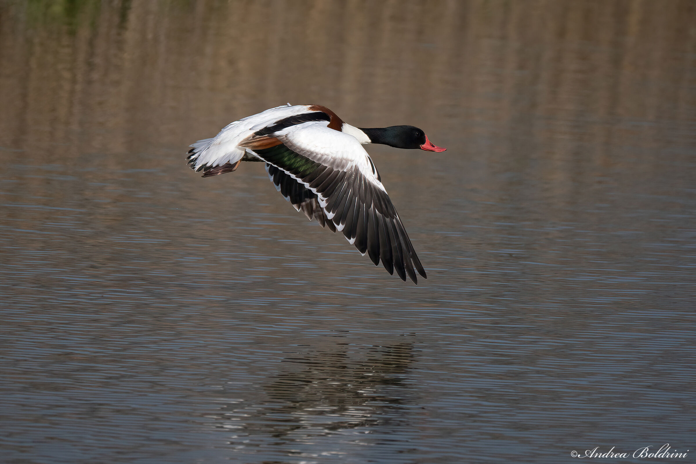 Shelduck
