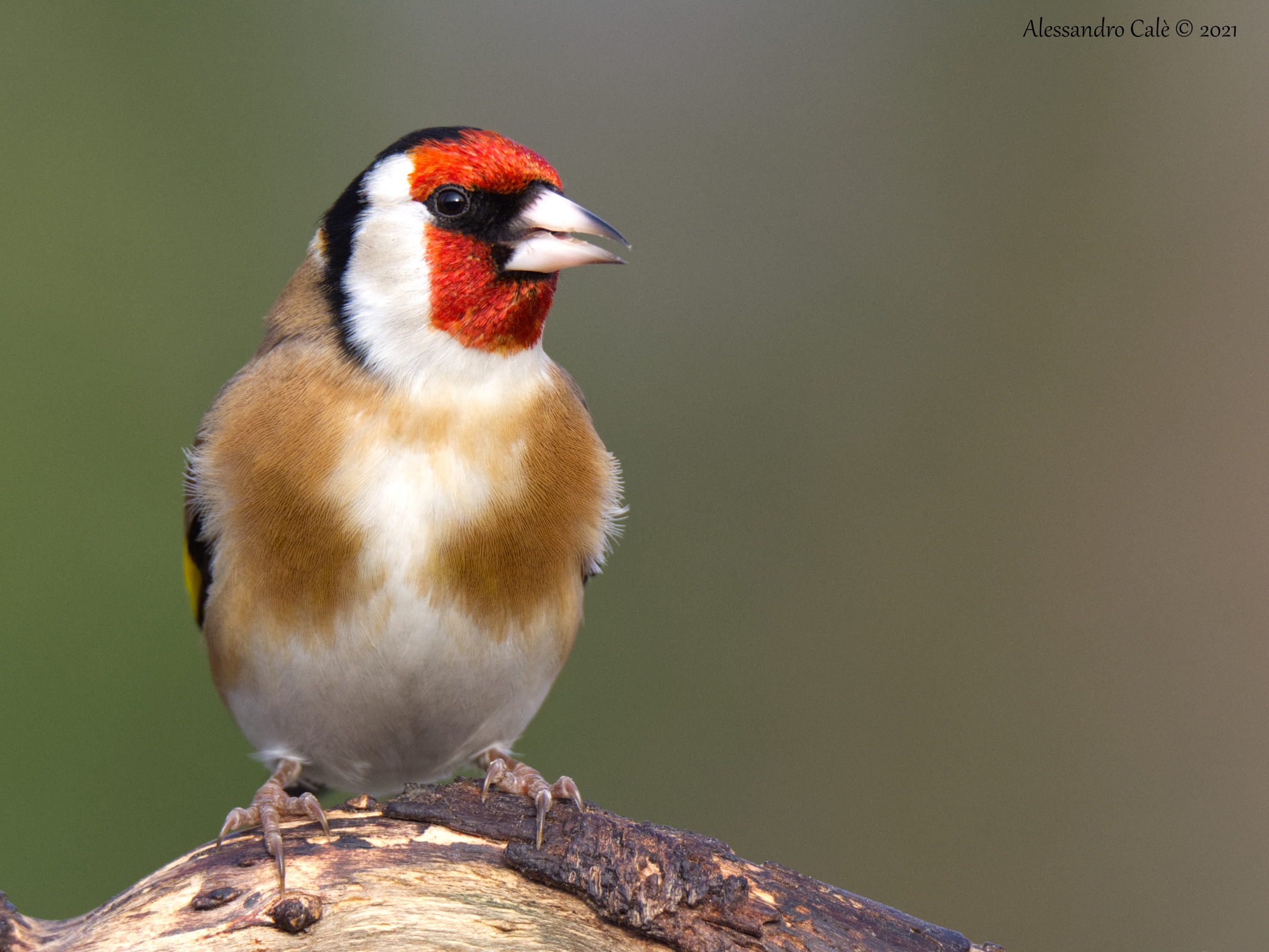 Carduelis carduelis (Goldfinch) 2674