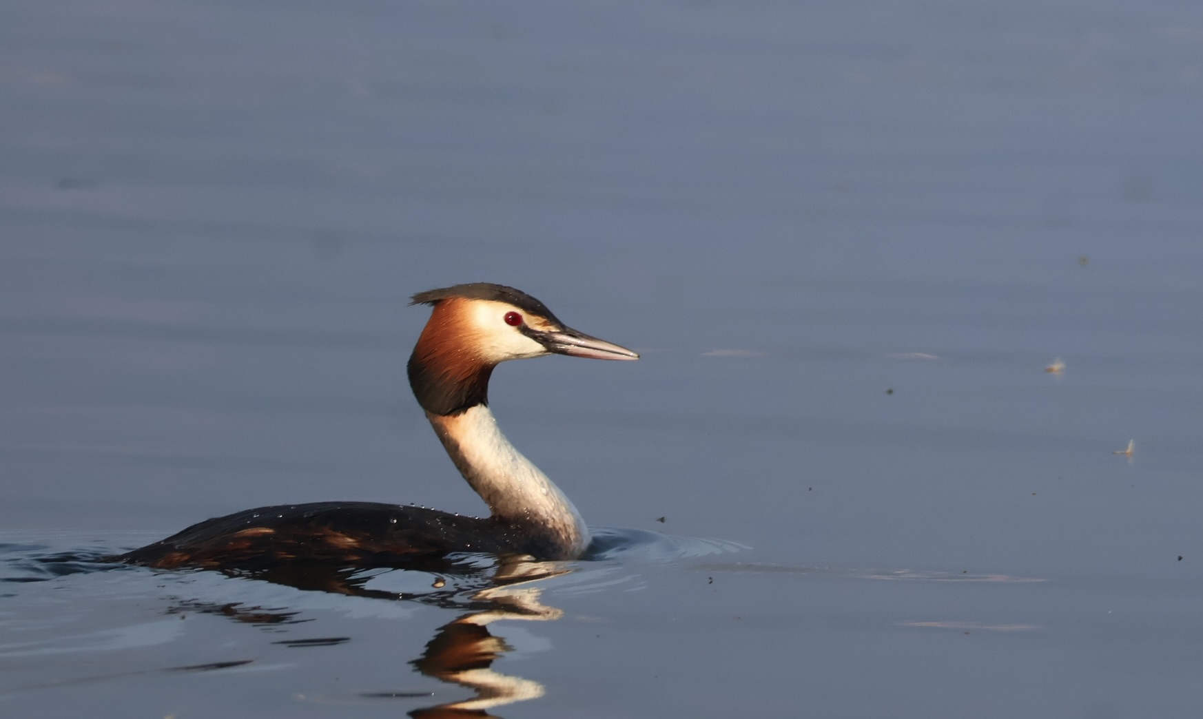 The elegance of the grebe